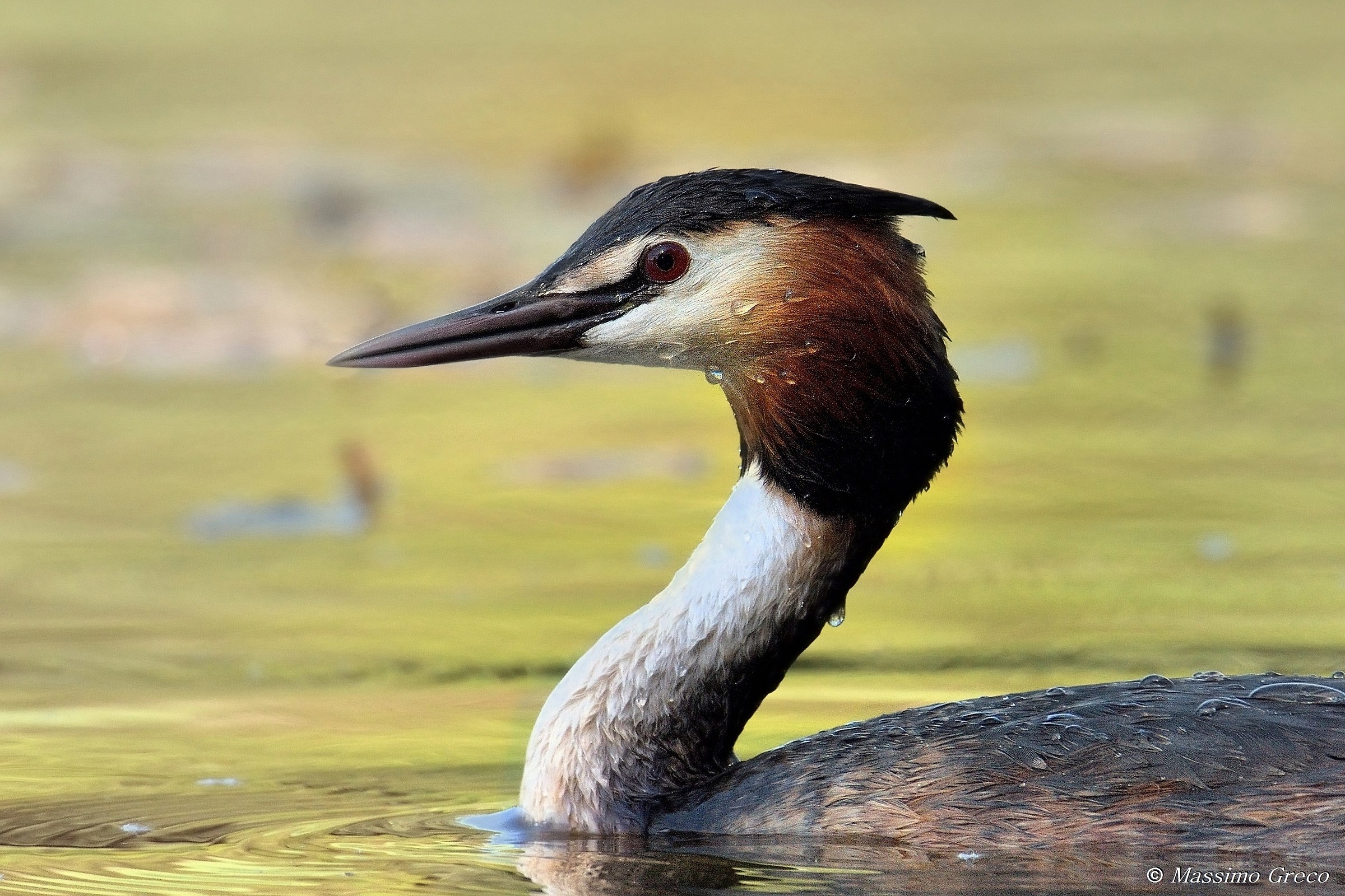 Grebe Major