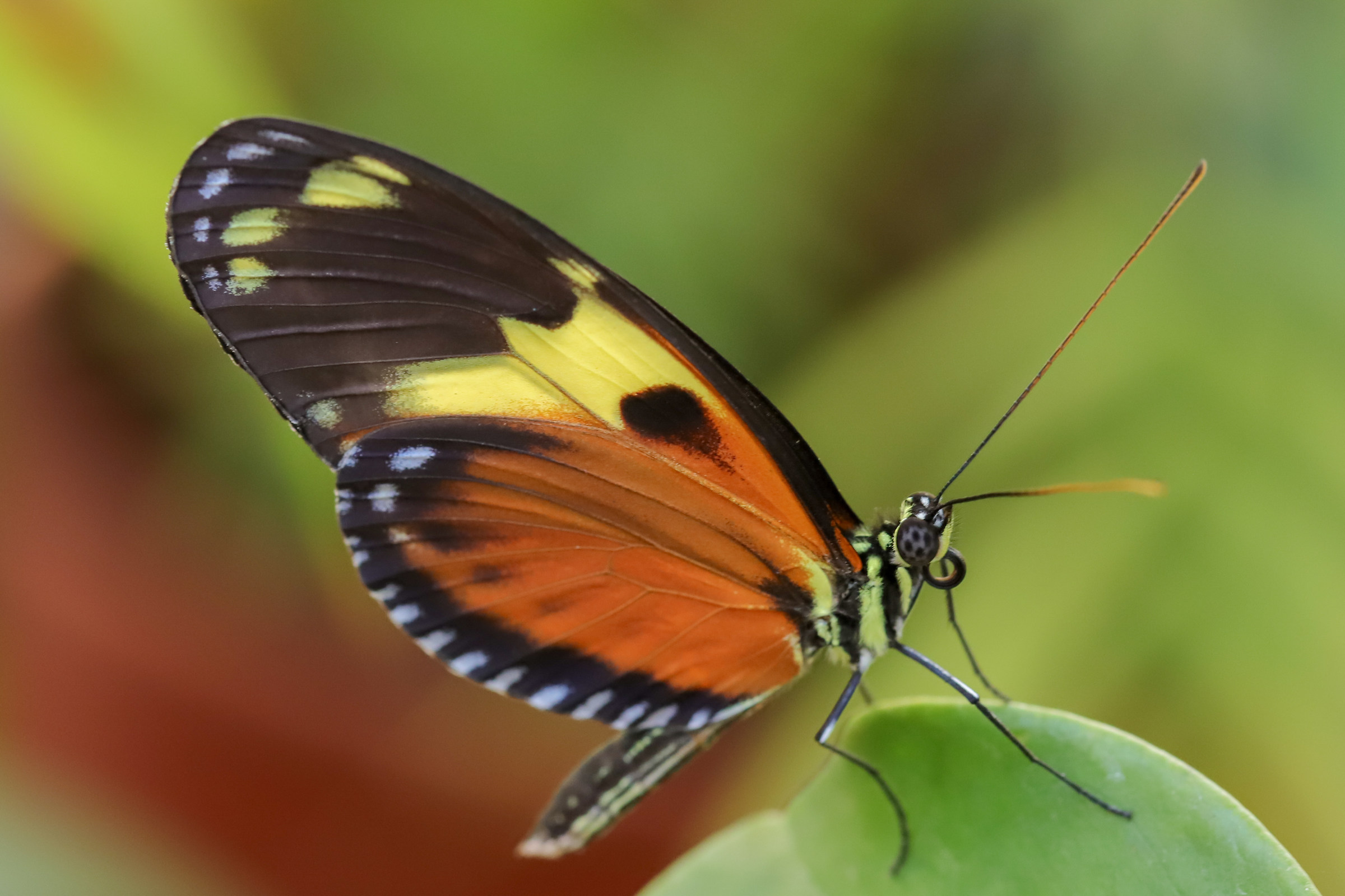 la casa delle farfalle roma