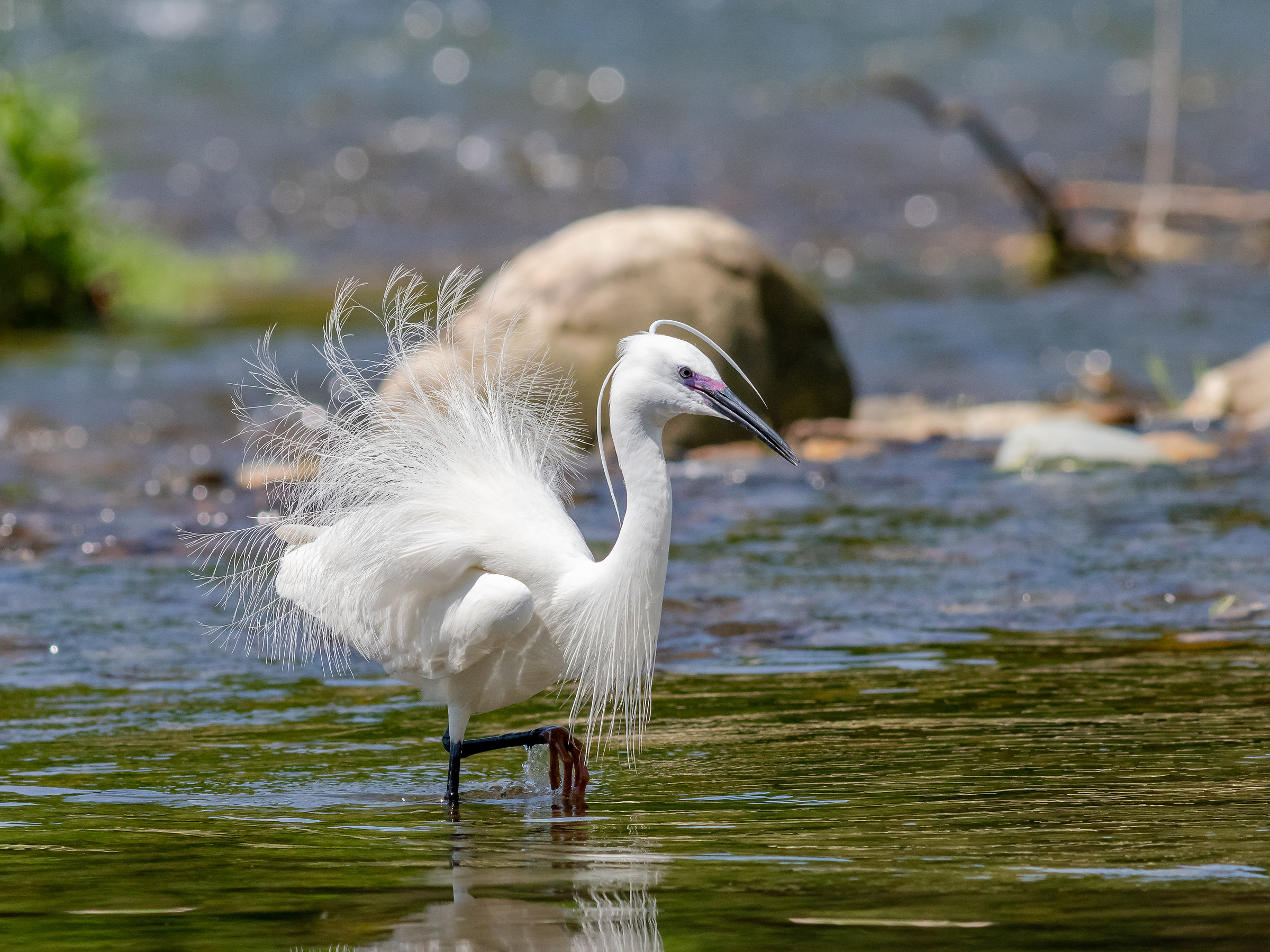 Volevo essere un pavone