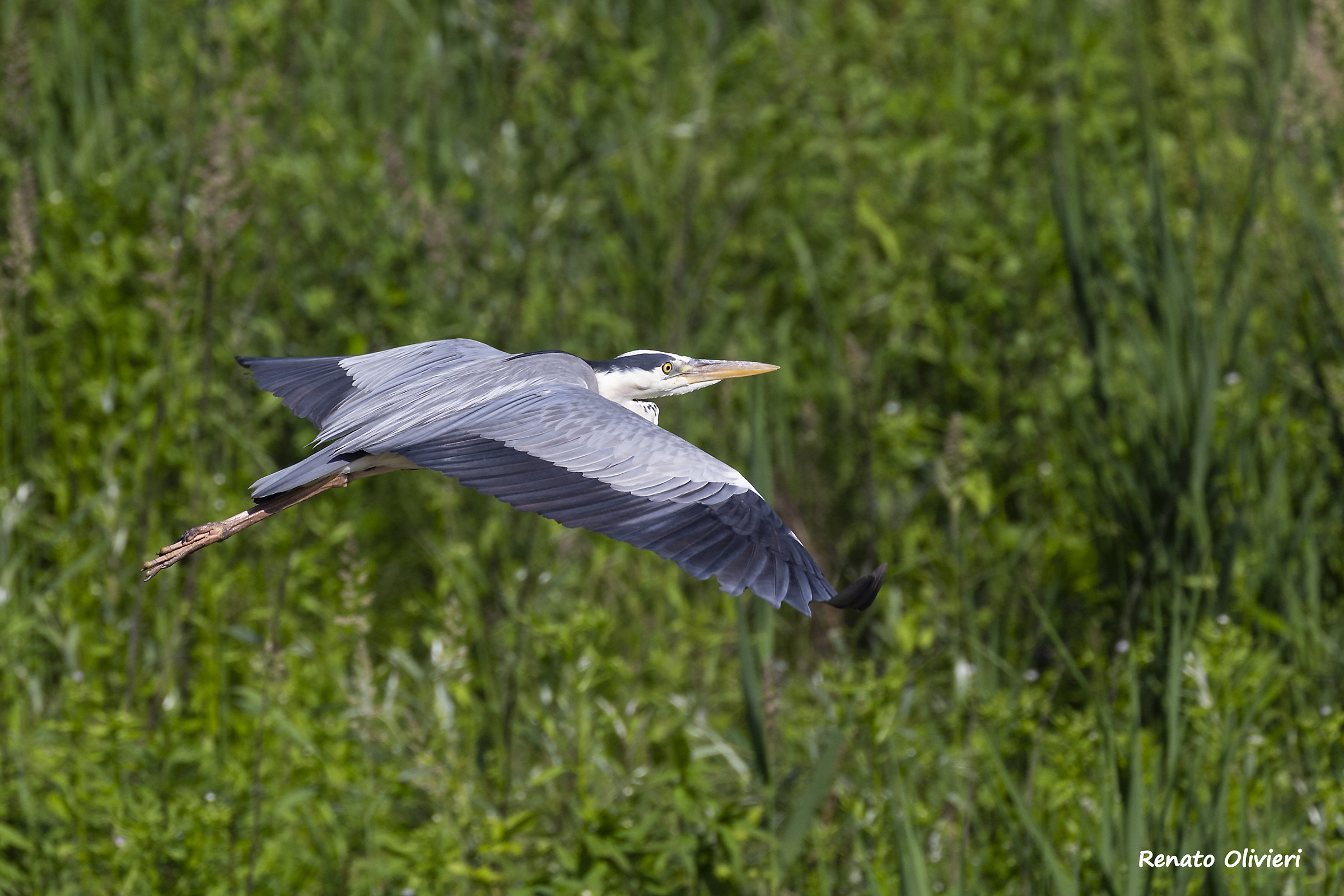Grey Heron in flight