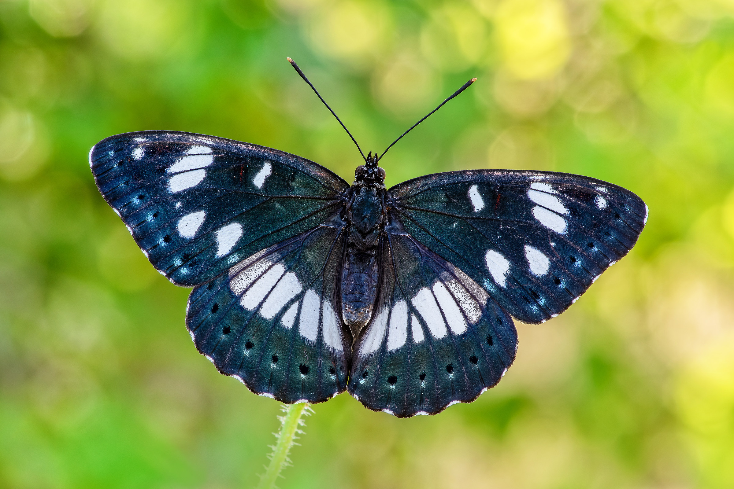 Limenitis reducta ( Staudinger, 1901)
