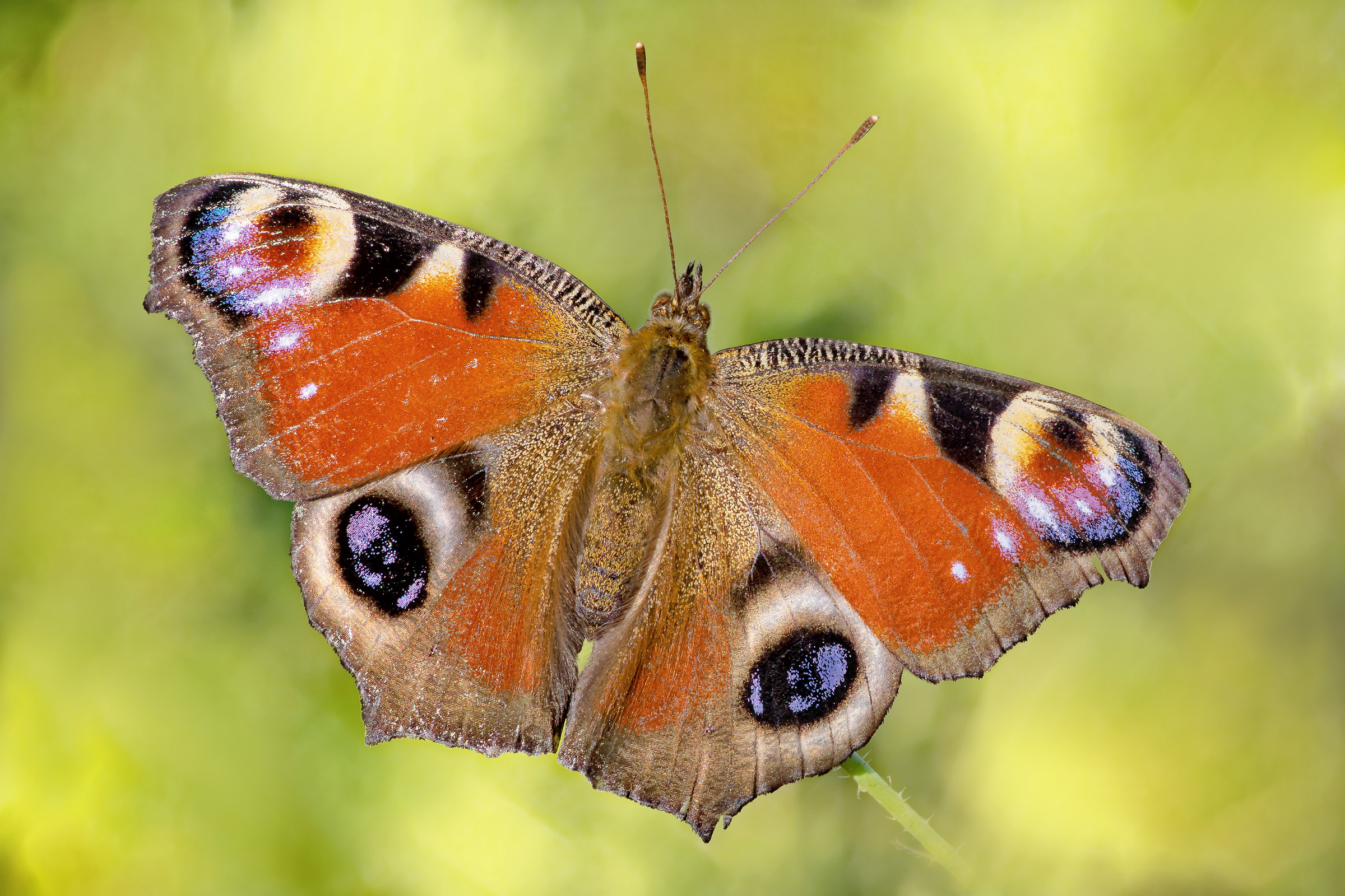 Inachis io (Linnaeus,1758)