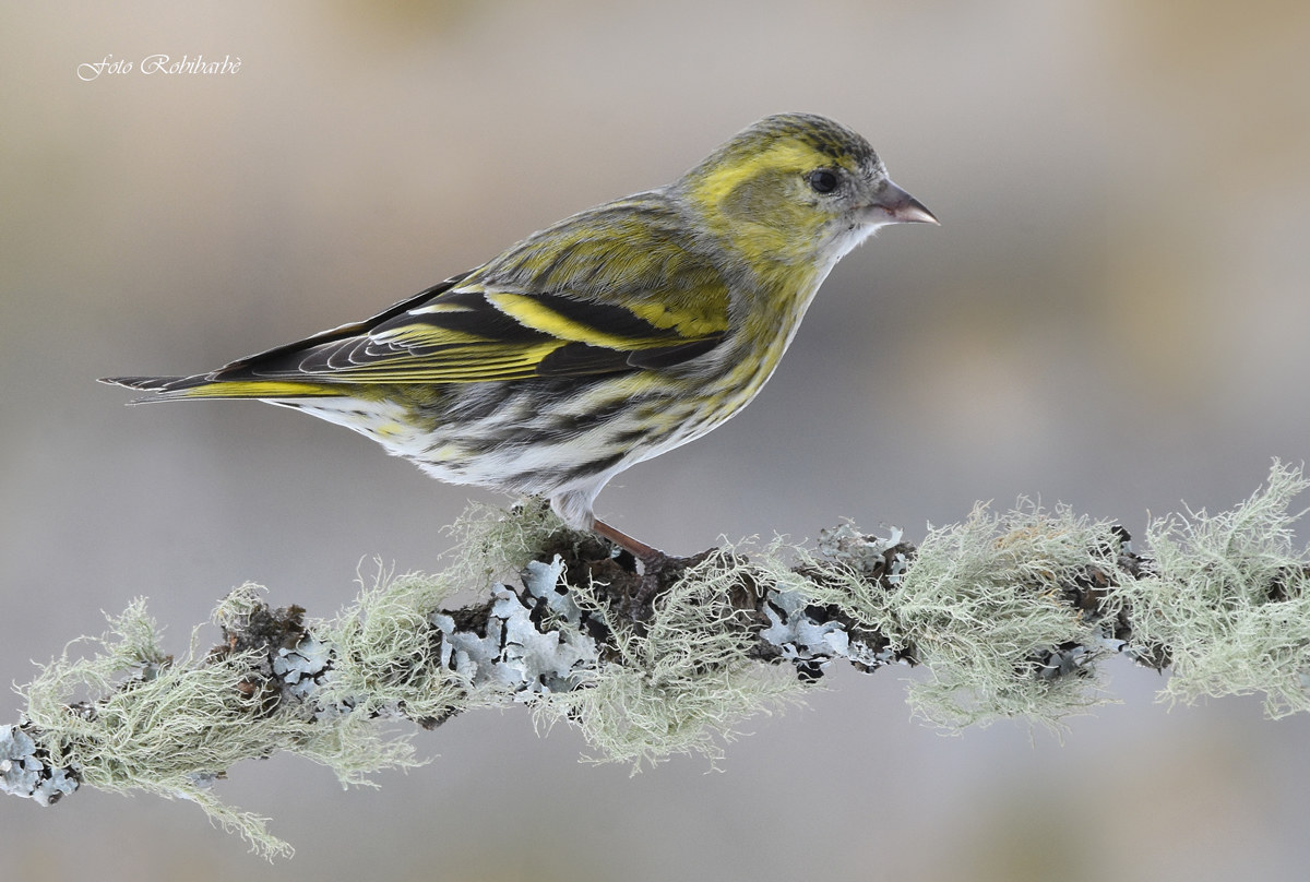 Siskin...