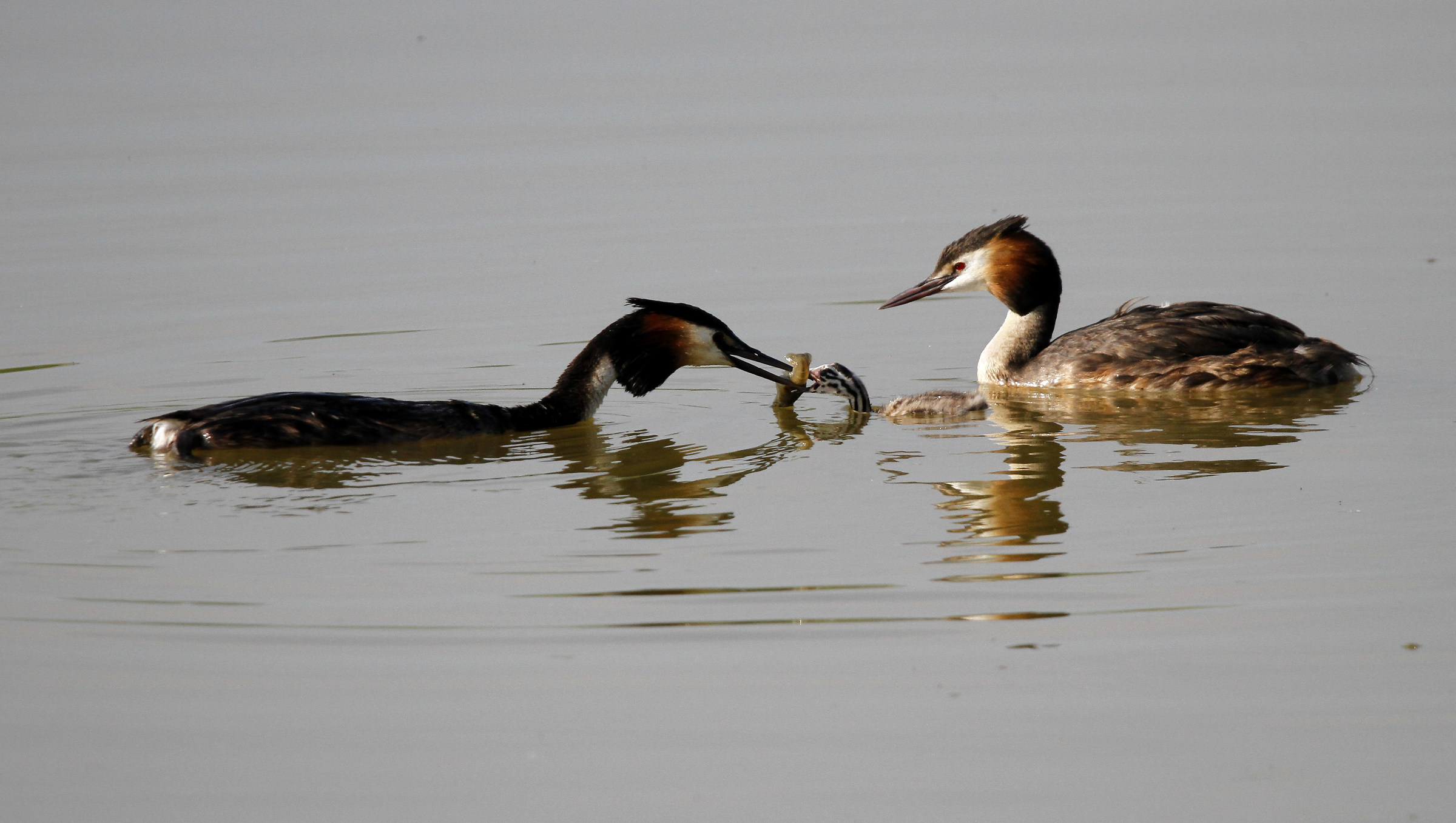 Grebe Major