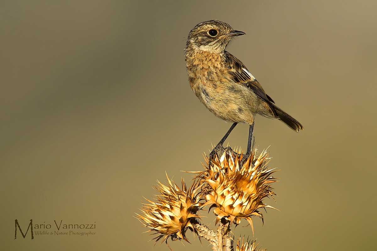 Saltimpalo...di vedetta
