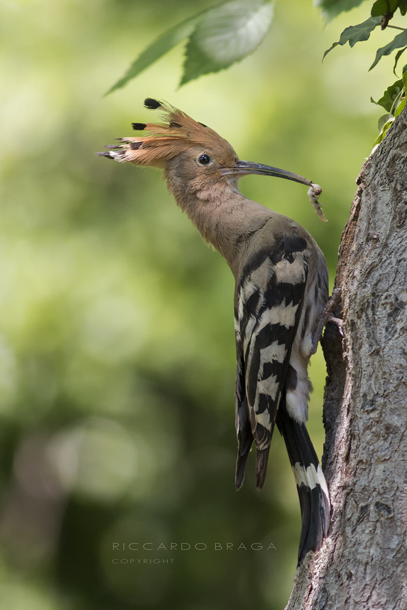 Hoopoe