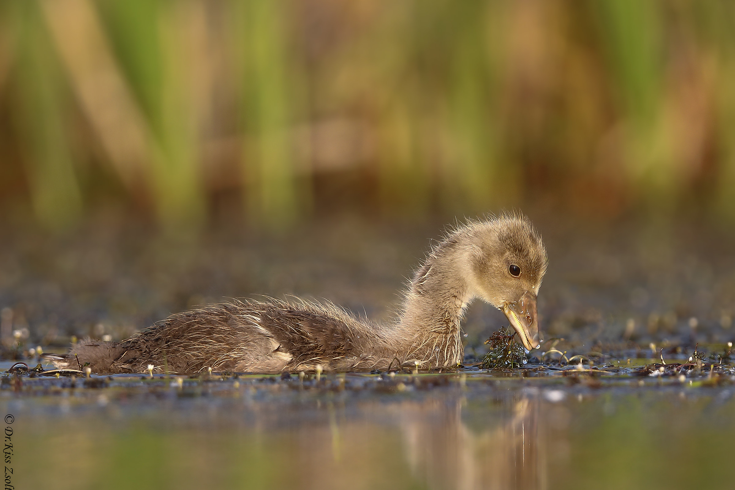 Pulcino dell'oca selvatiche