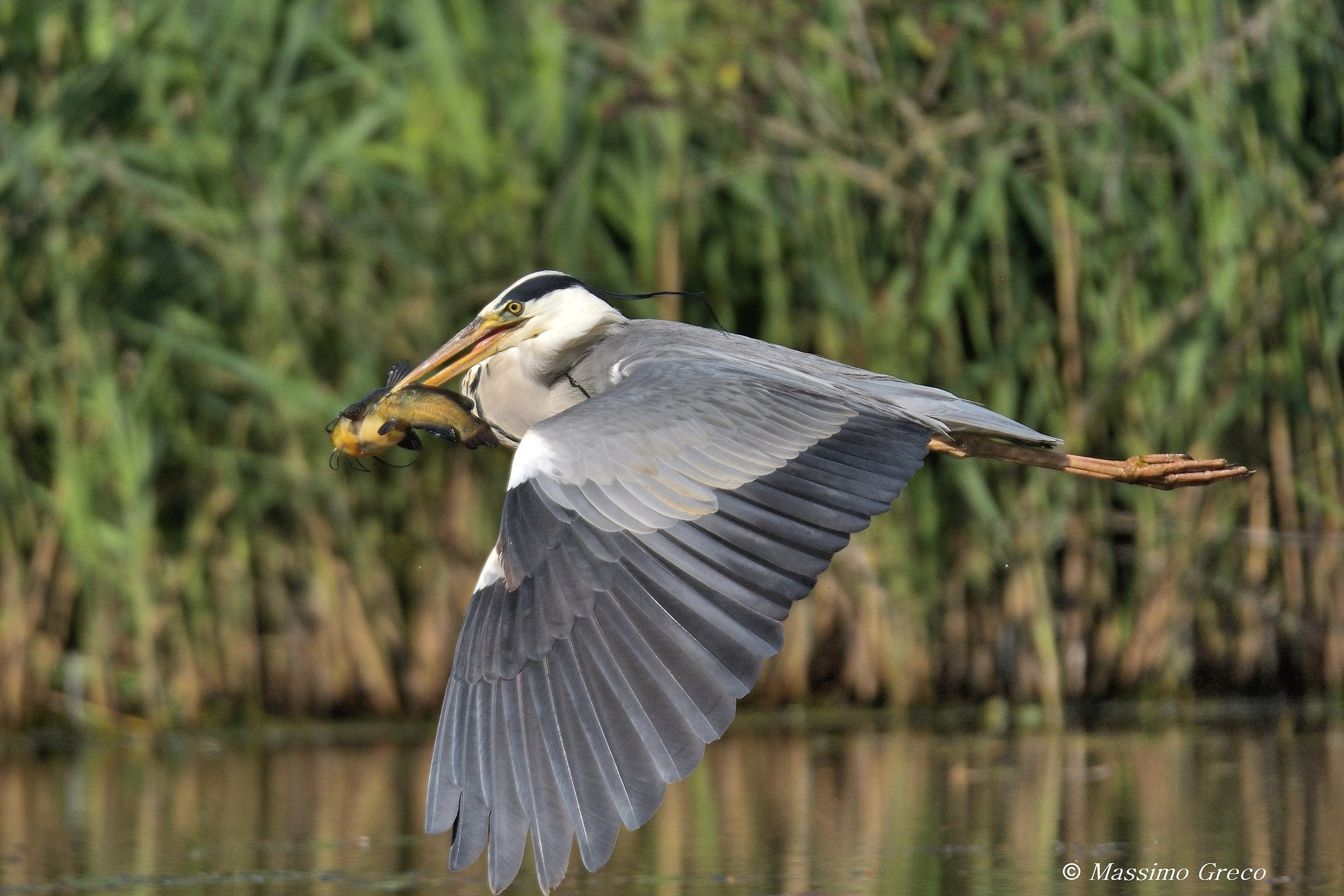 Grey Heron