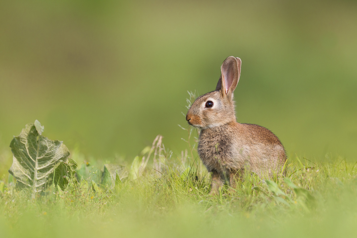 Wild Rabbit Puppy (Oryctolagus cuniculus)