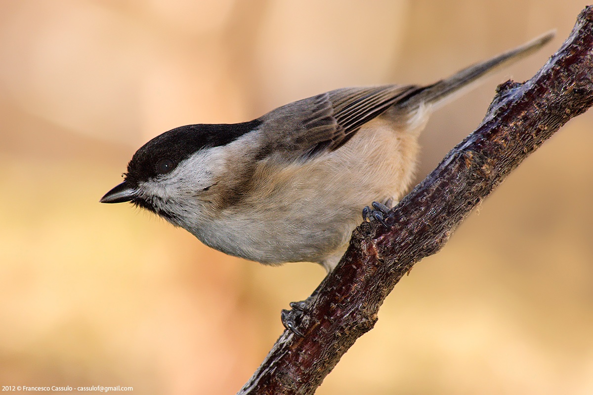 Marsh Tit (Parus palustris, Linnaeus 1758)