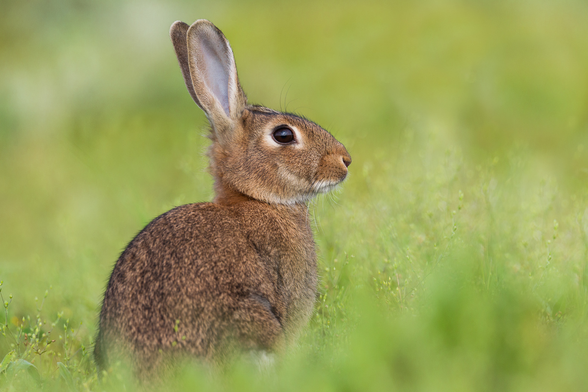 Wild Rabbit Adult (Oryctolagus cuniculus)