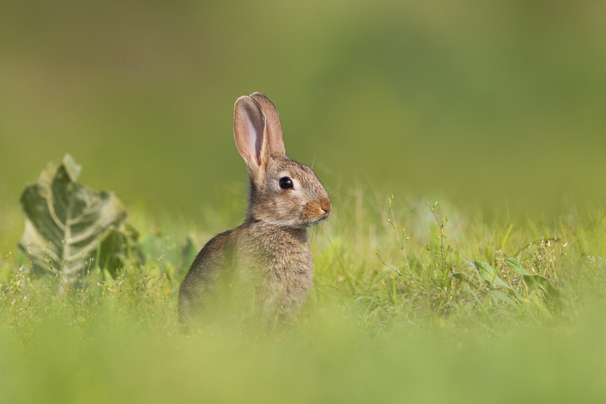 Wild Rabbit Puppy (Oryctolagus cuniculus)