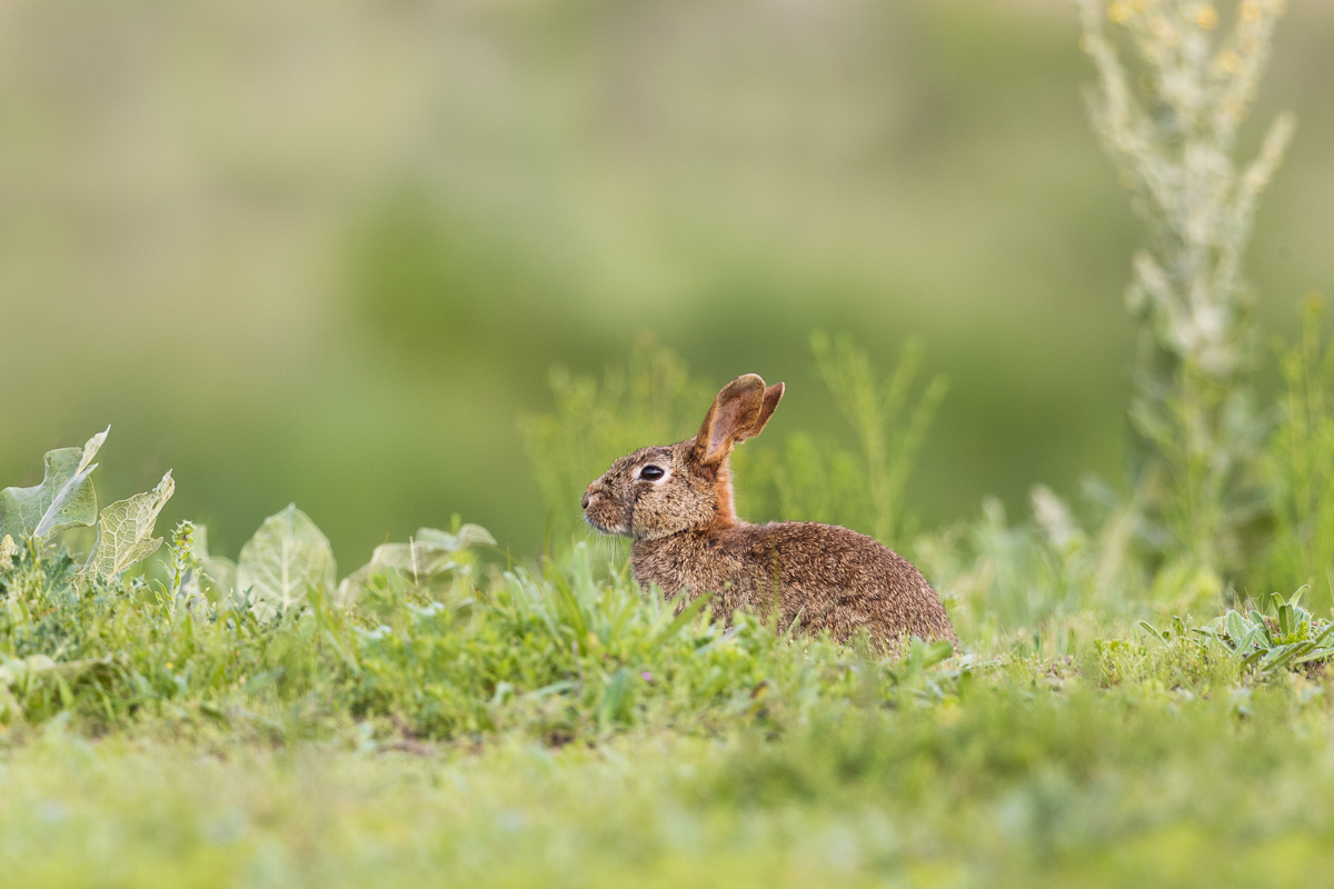Wild Rabbit Adult (Oryctolagus cuniculus)