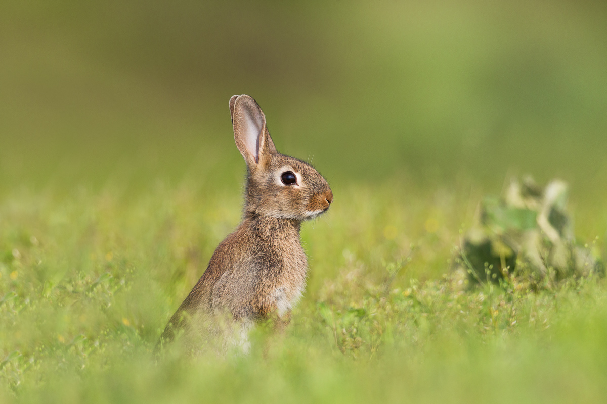 Wild Rabbit Puppy (Oryctolagus cuniculus)