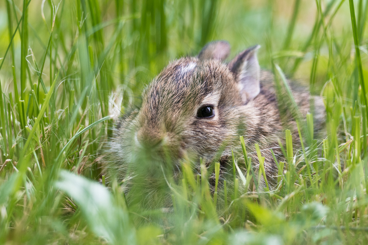 Wild Rabbit Puppy (Oryctolagus cuniculus)