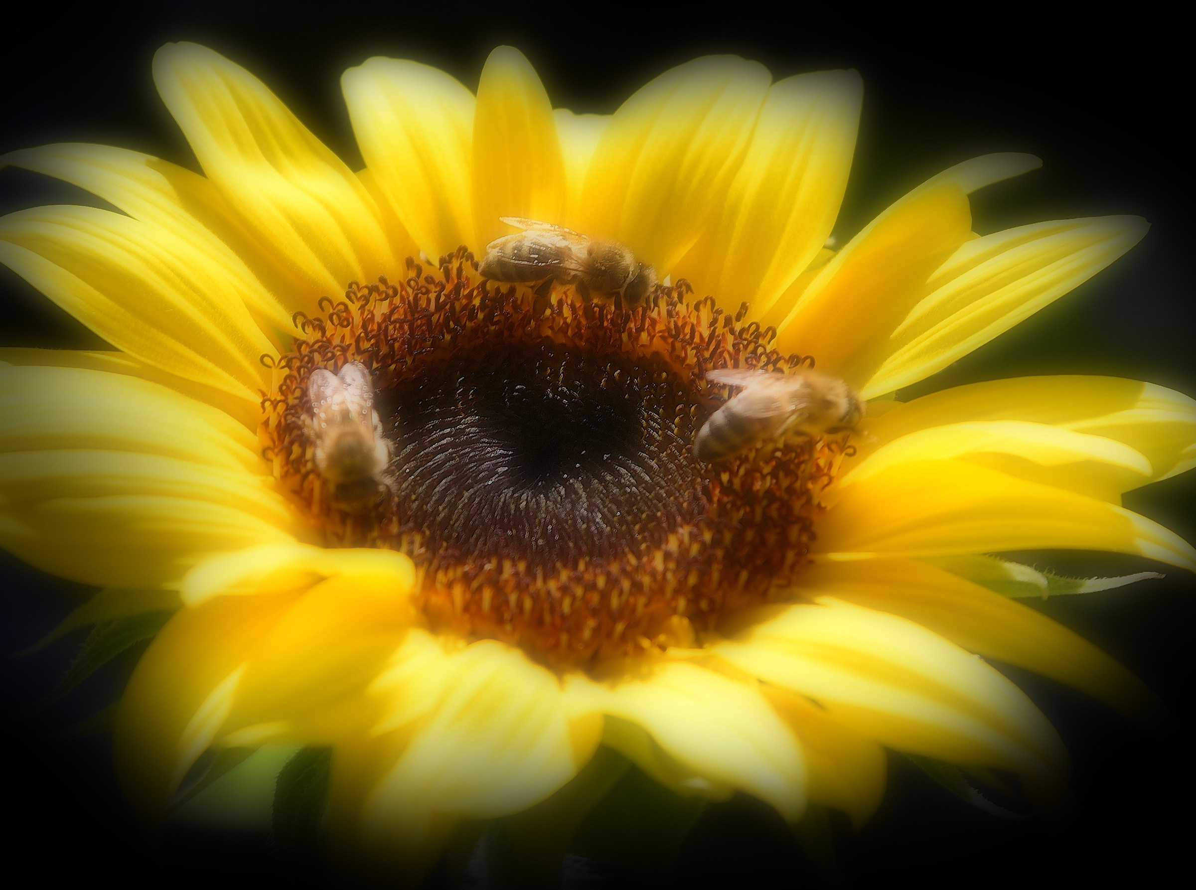 The Sunflower and the Bees