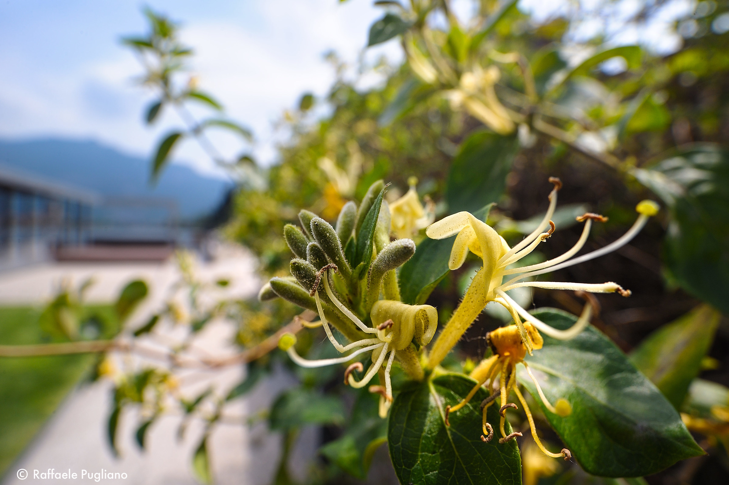 Flower - Lungolago di Malgrate