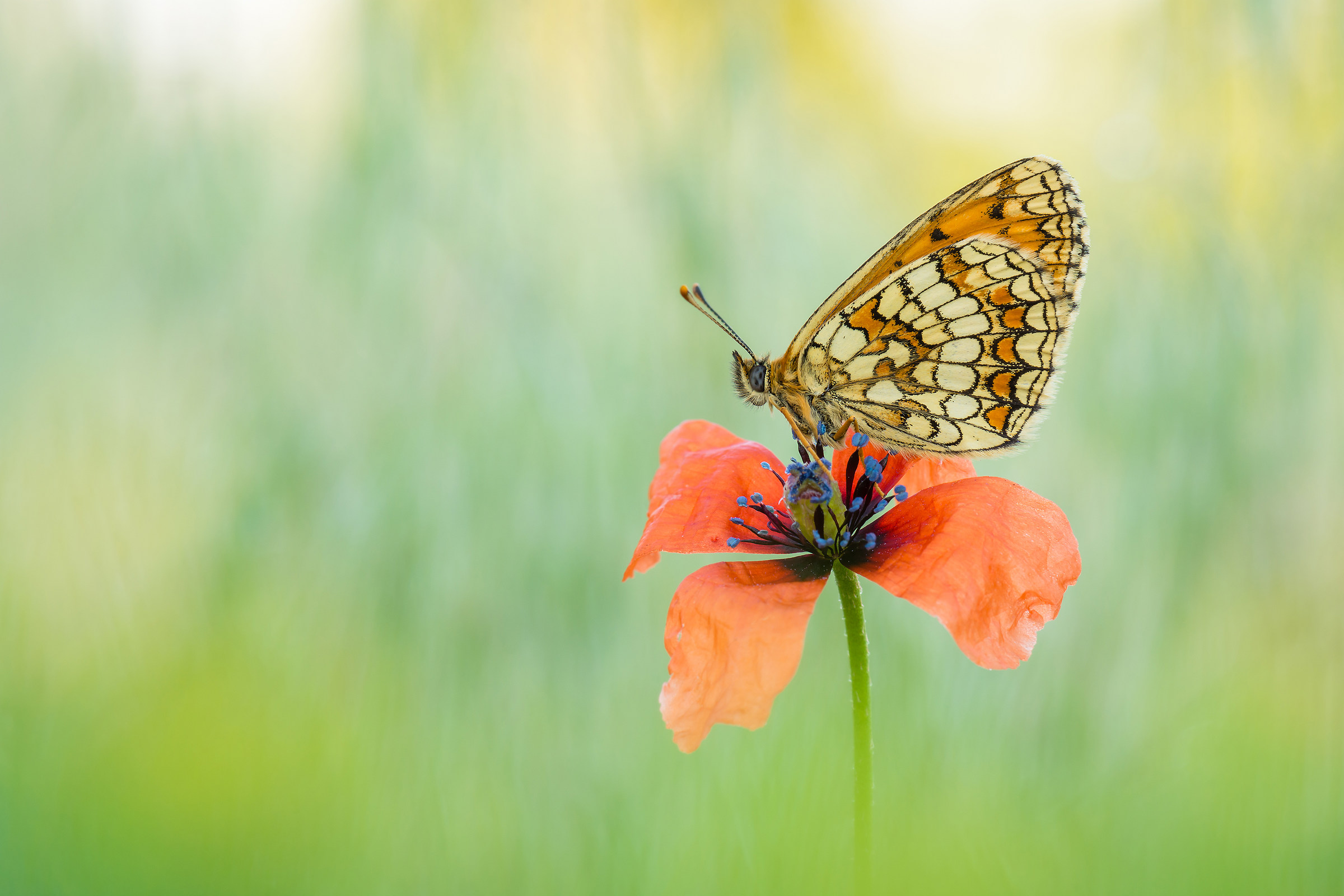Melitaea