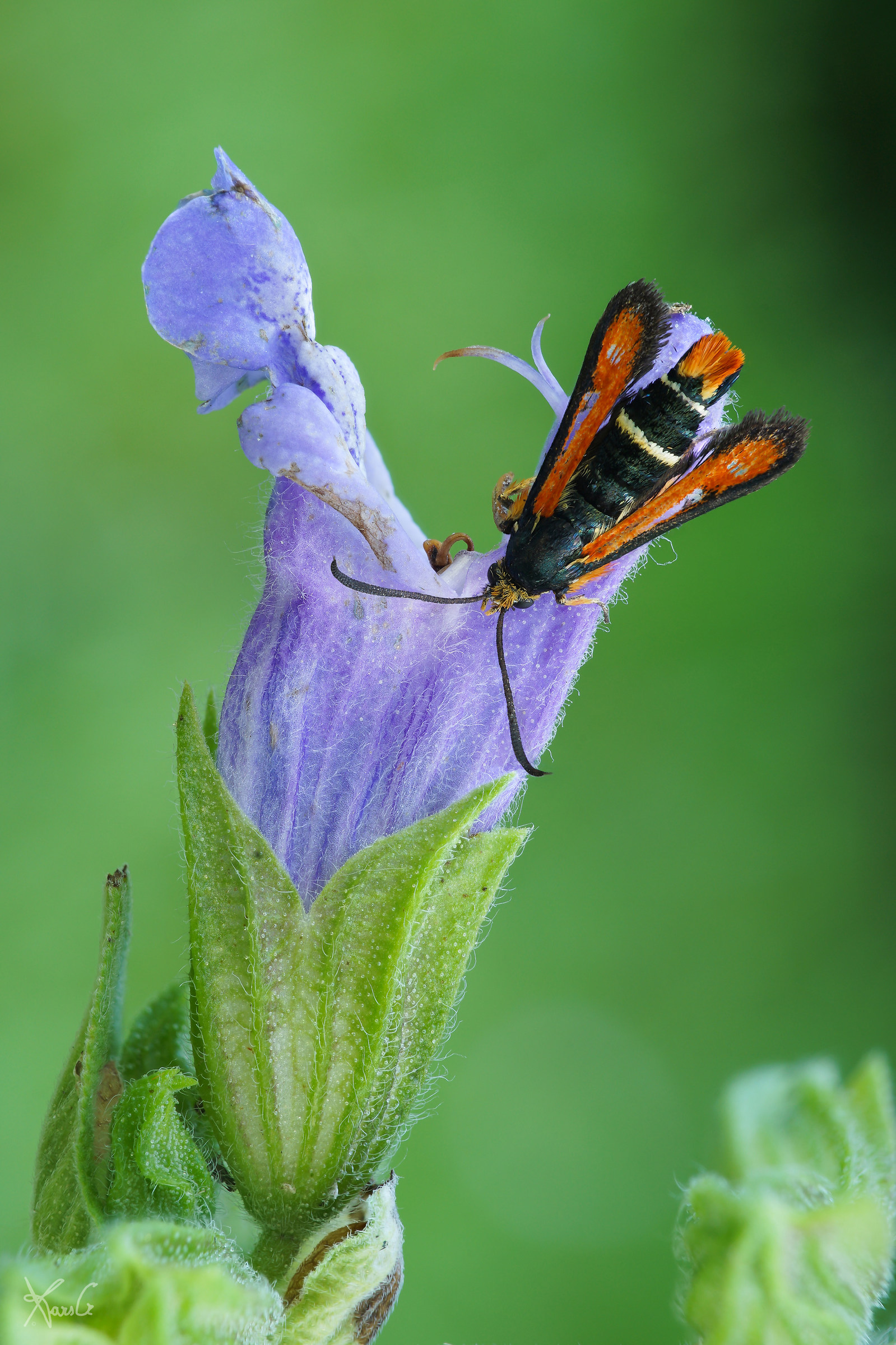 What a scented sage!