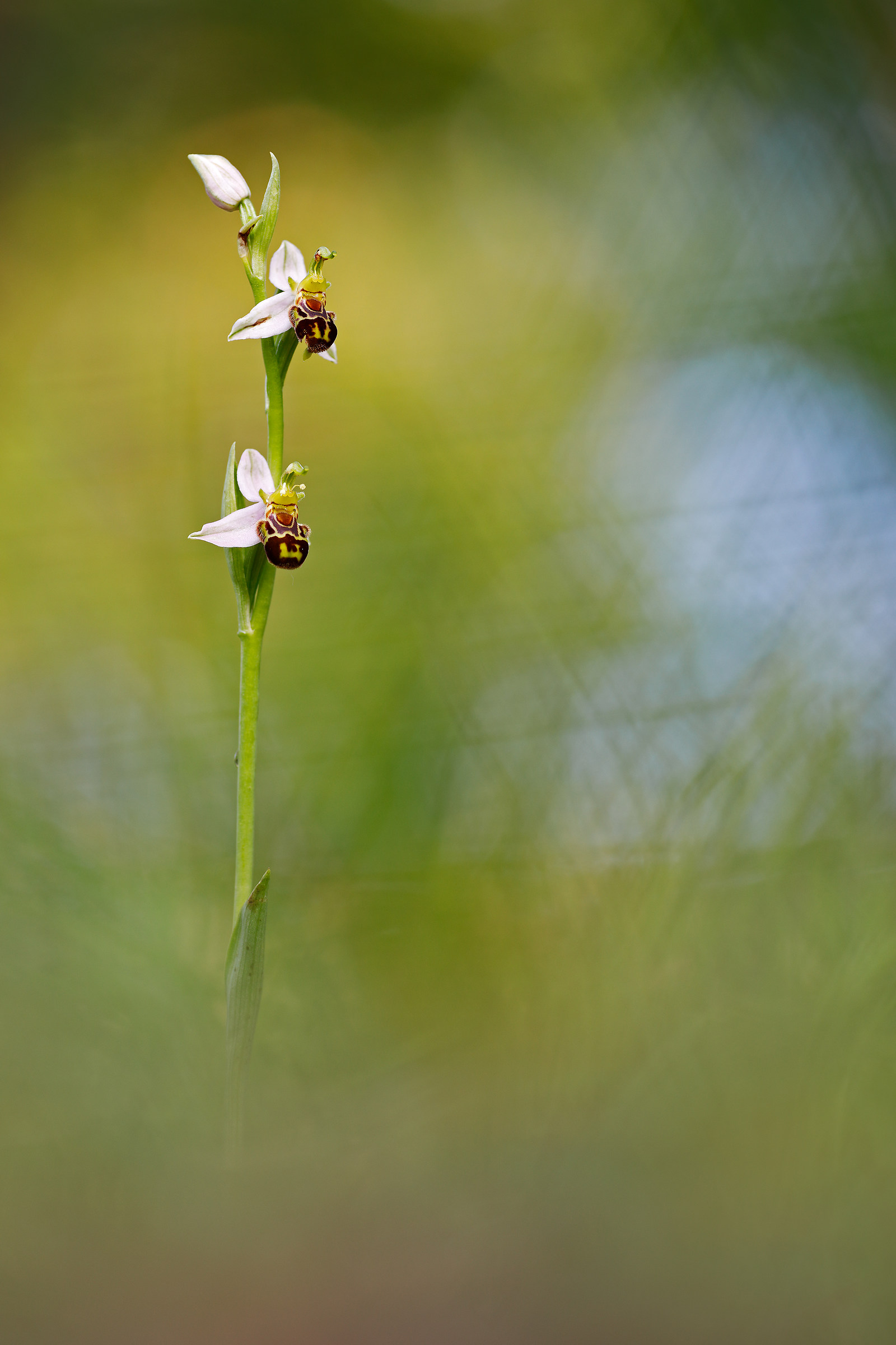 Ophrys apifera