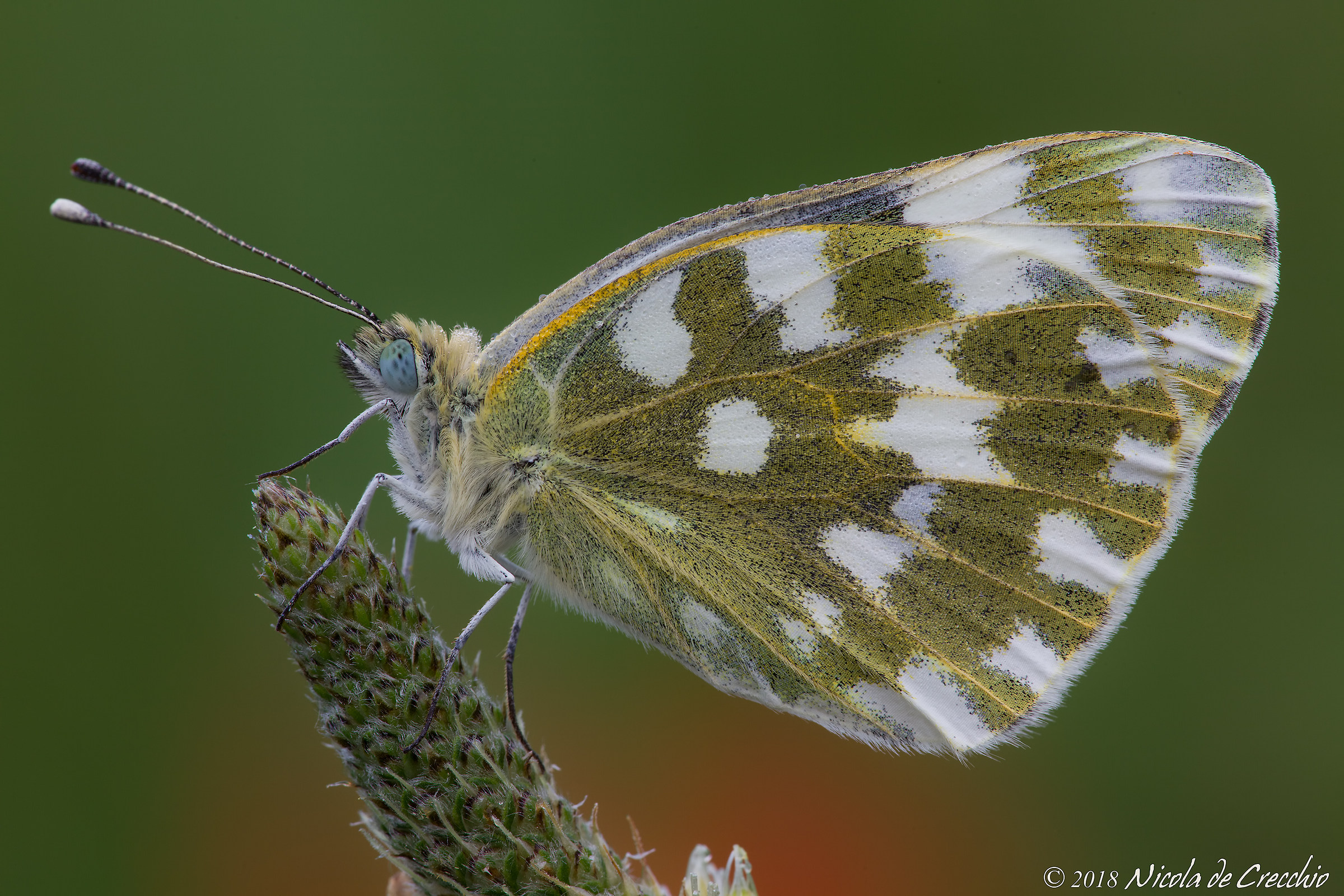 The Close tight Comp