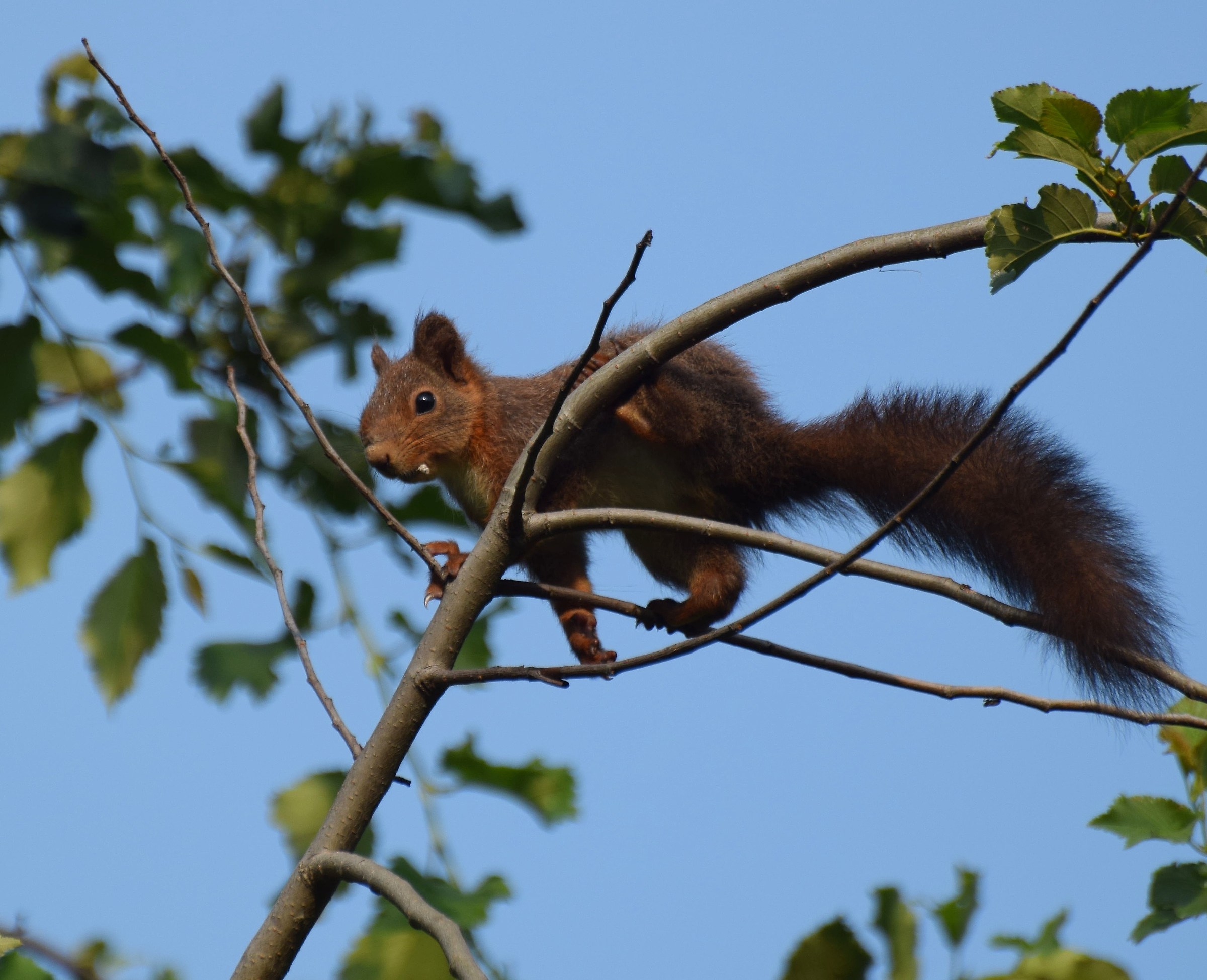 Red squirrel (Sciurus vulgaris)