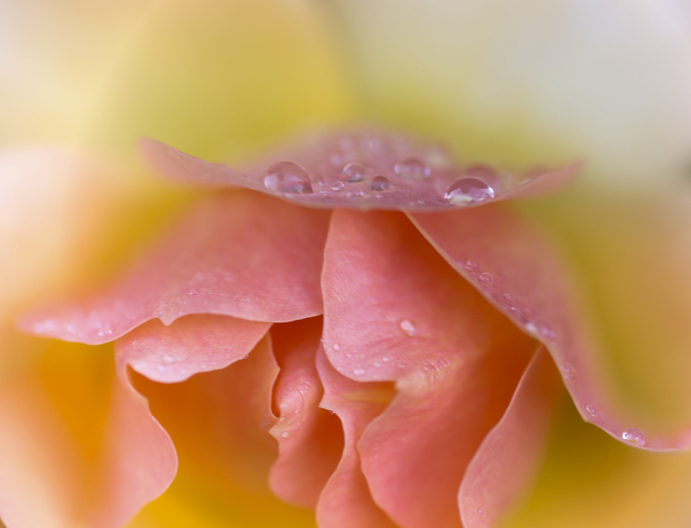 The colors of the Rose