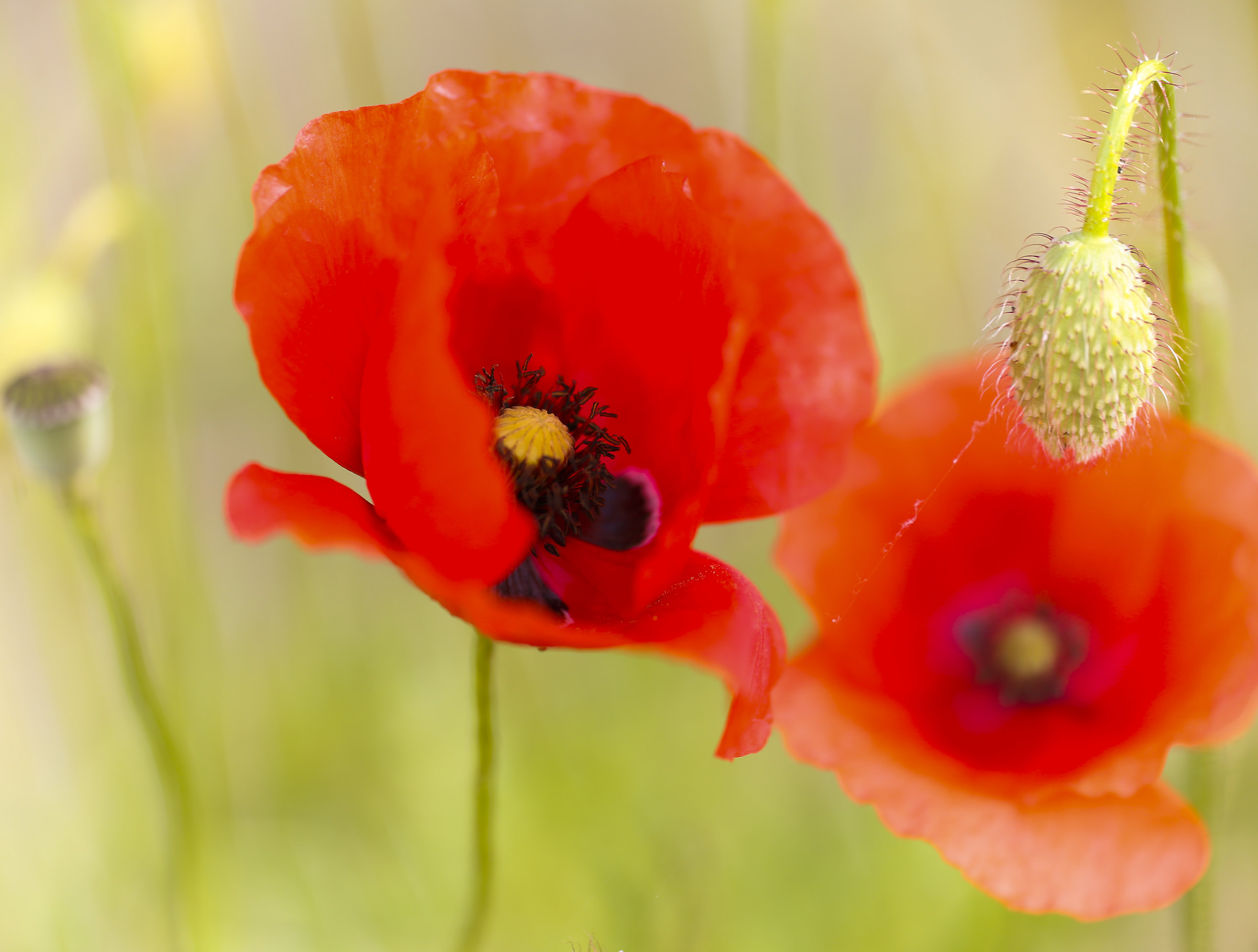 Poppies