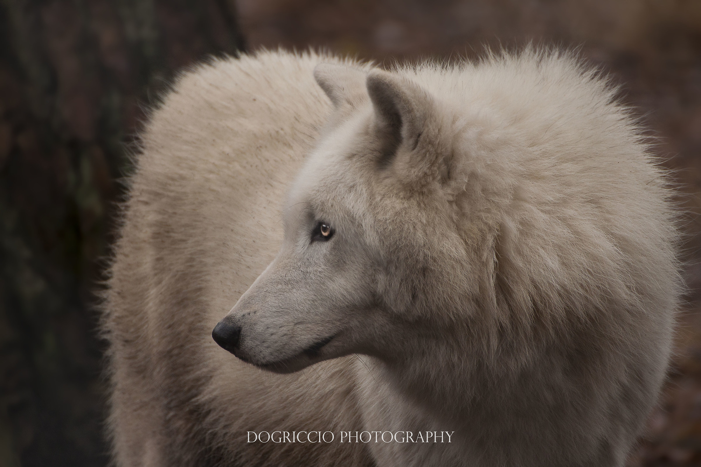 Tundra Wolf (Canis lupus albus)