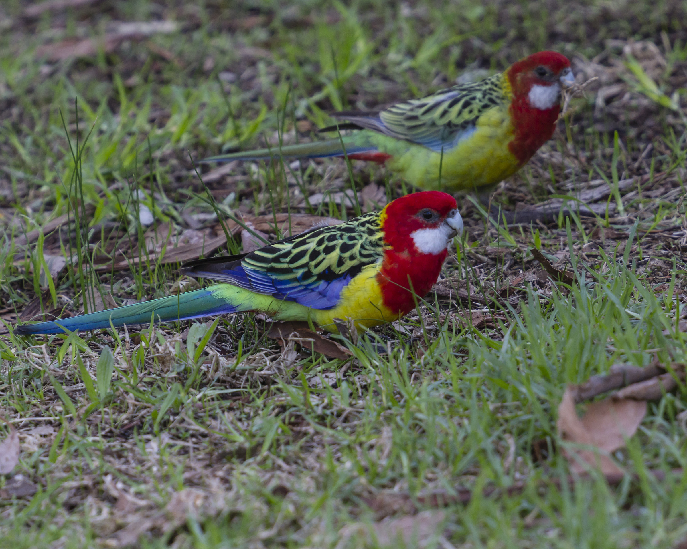 Bianco dalle guance Rosella