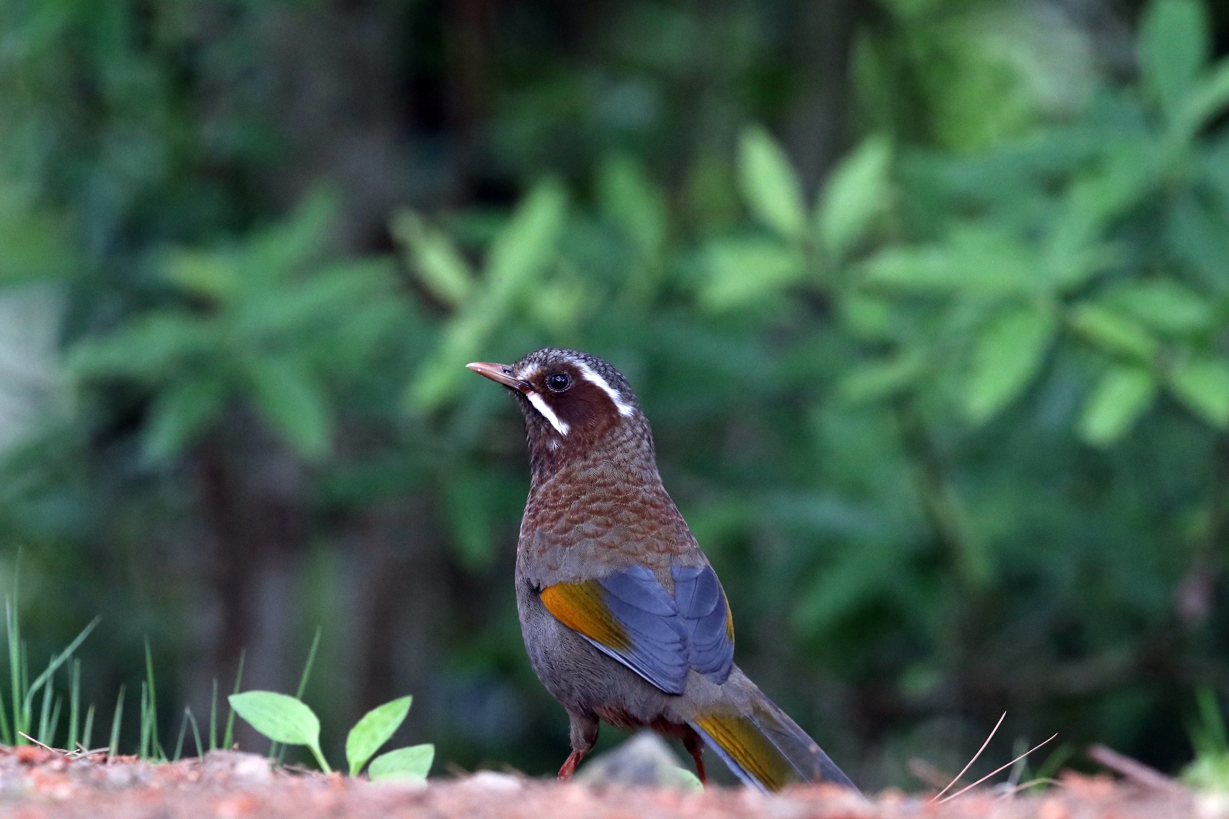 White-whiskered Laughingthrush