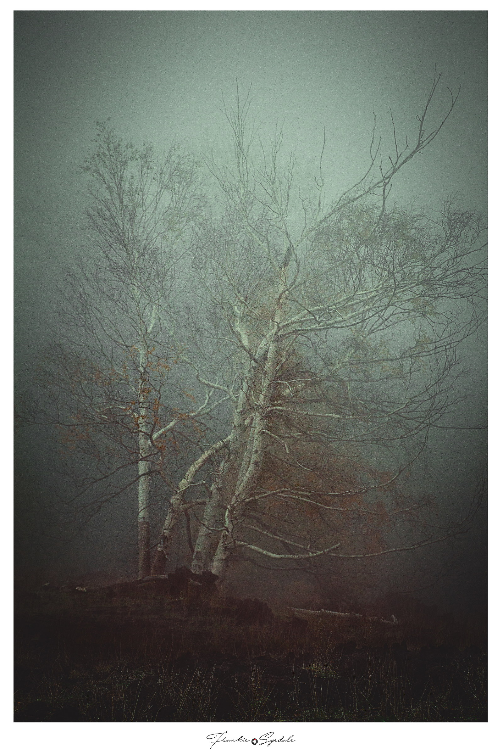 Fog and trees