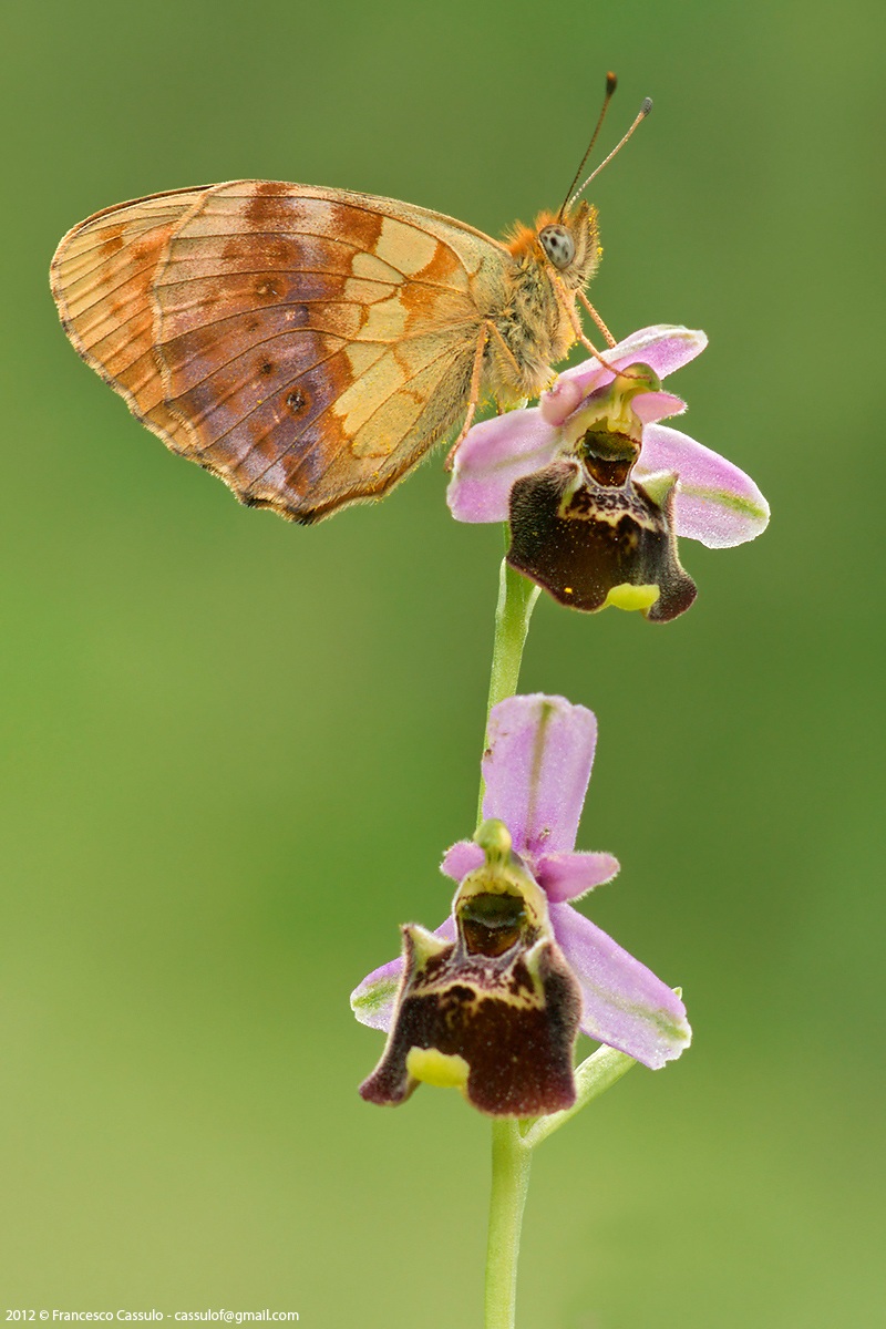 Brenthis daphne su Ophrys fuciflora