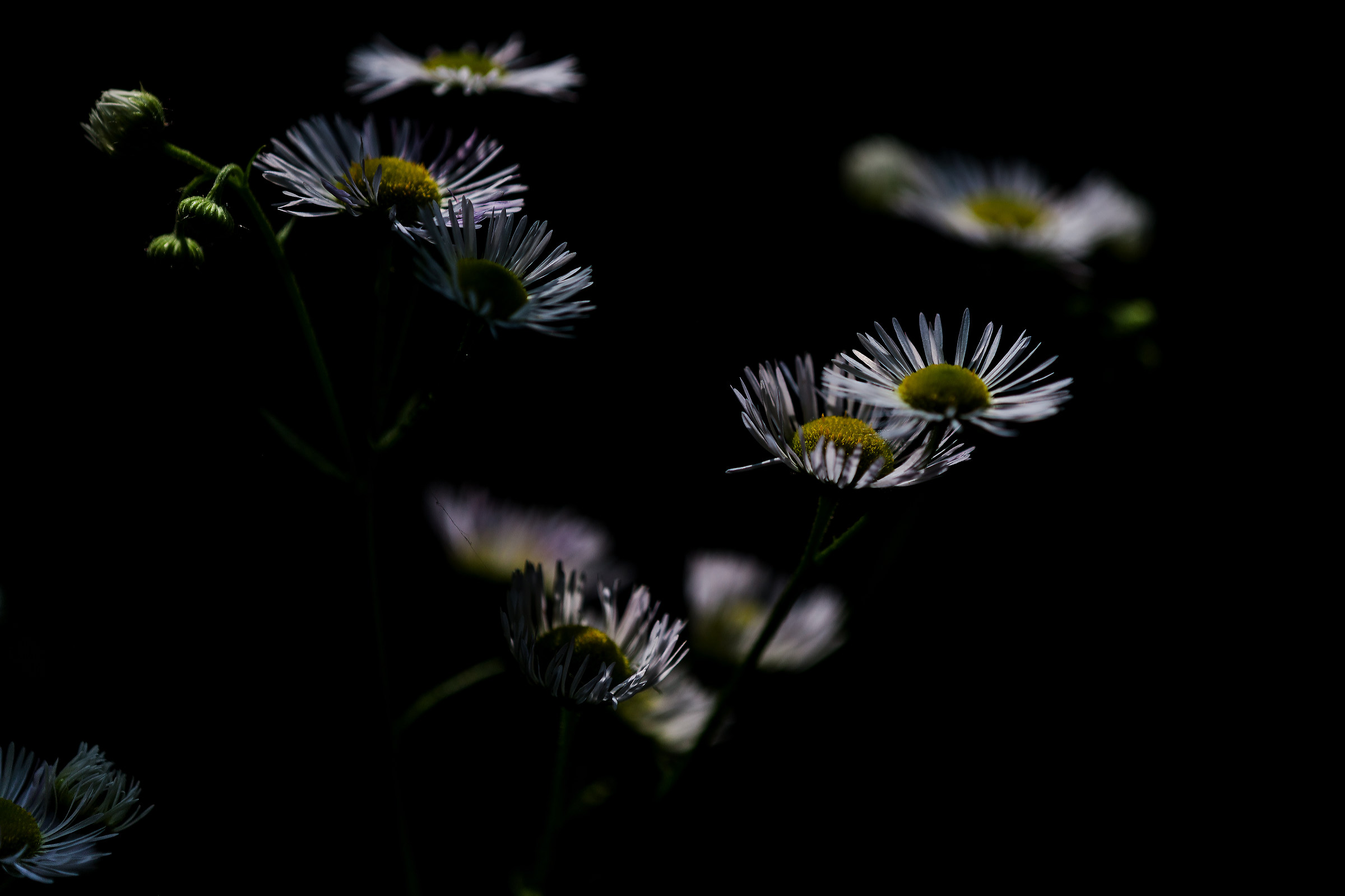 Chamomile flowers