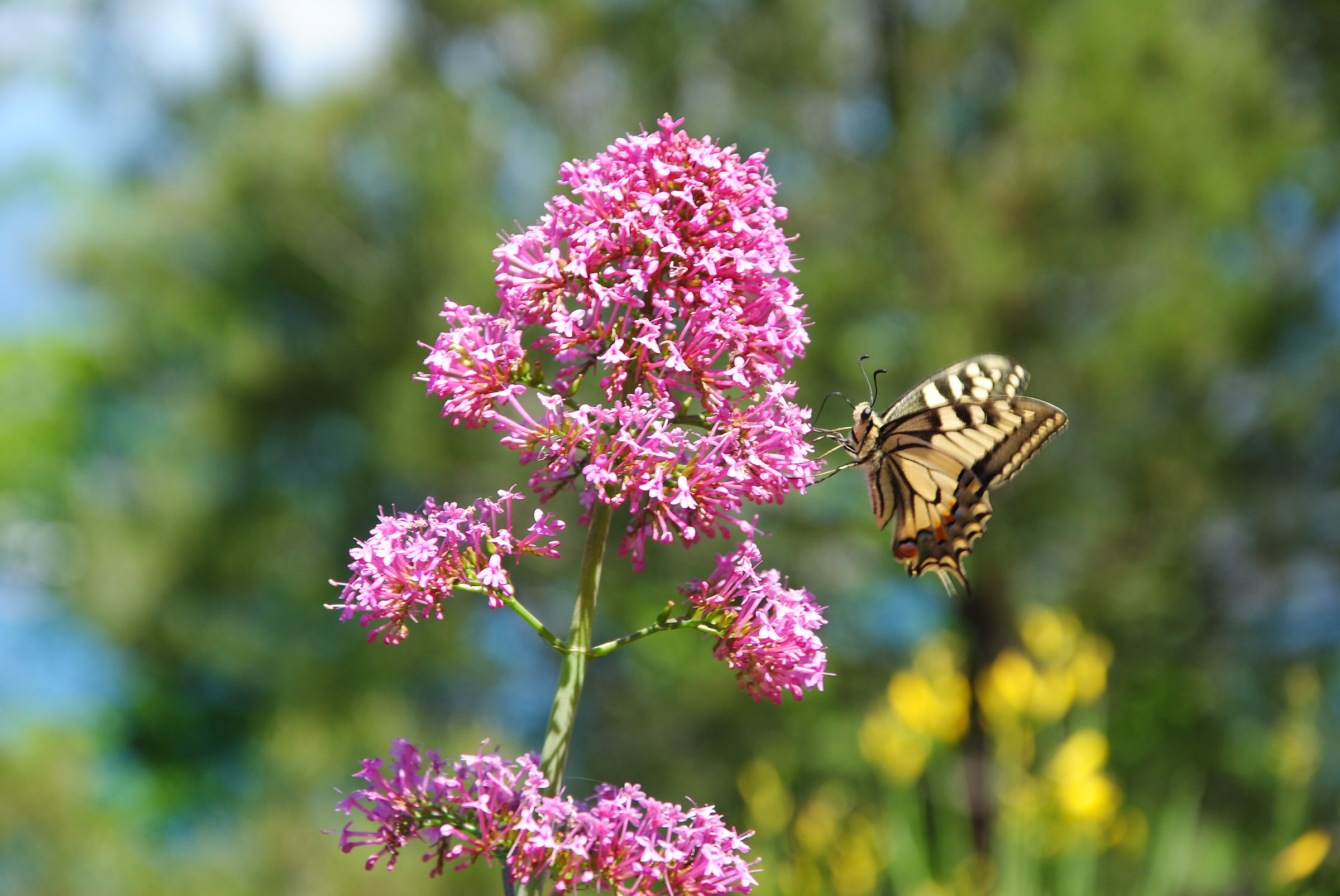 Butterfly on Flower