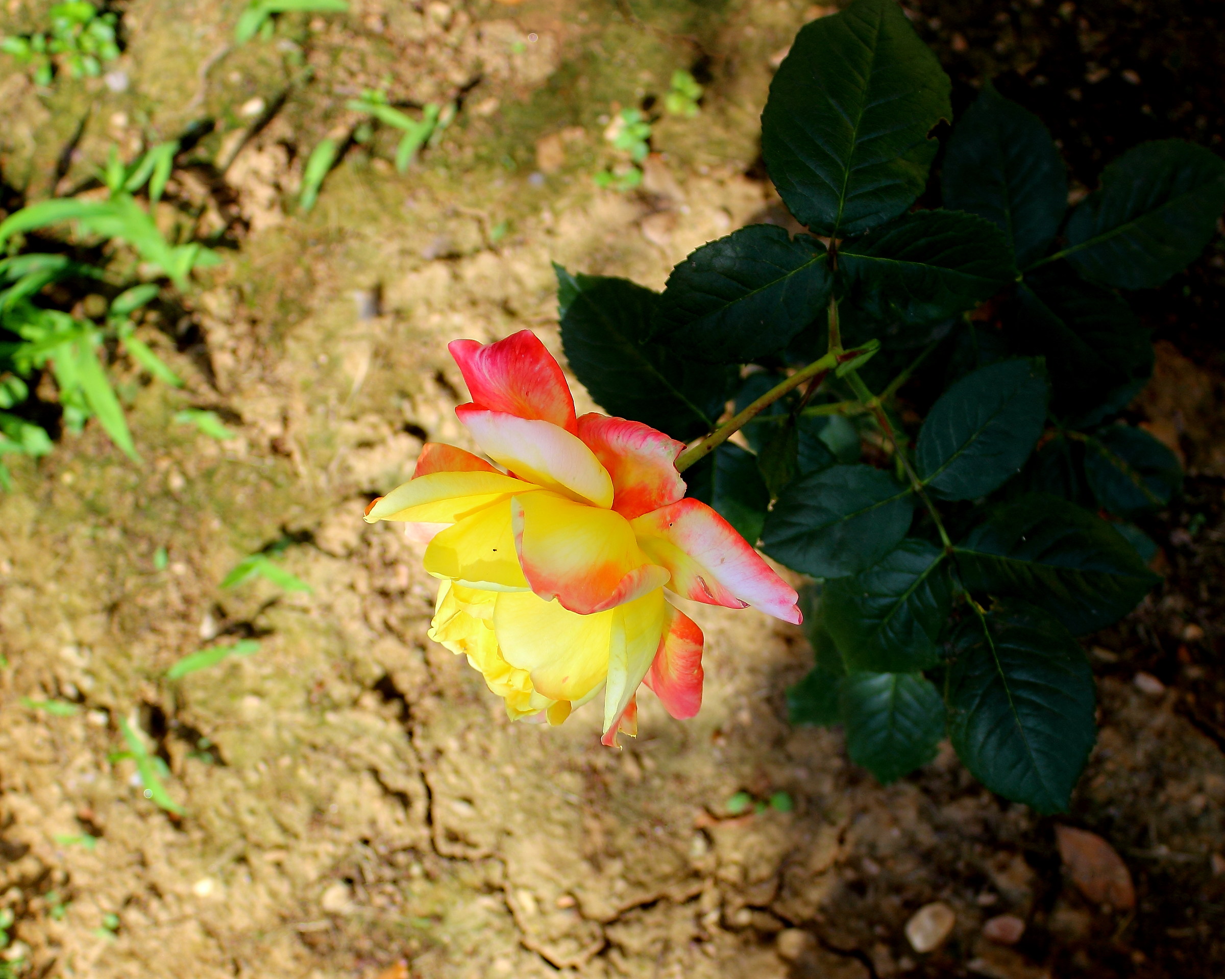 Between Light and darkness