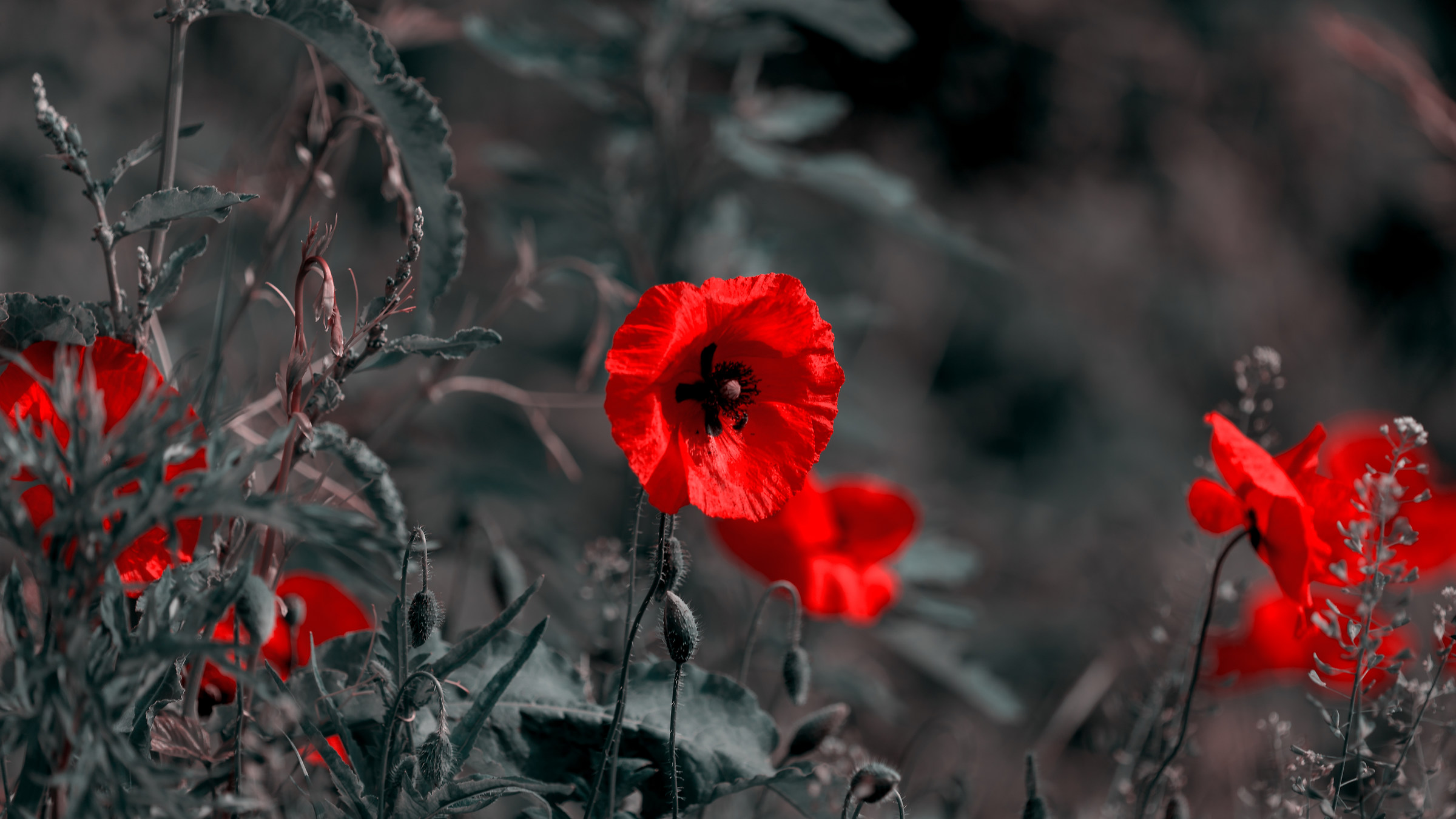 Poppies