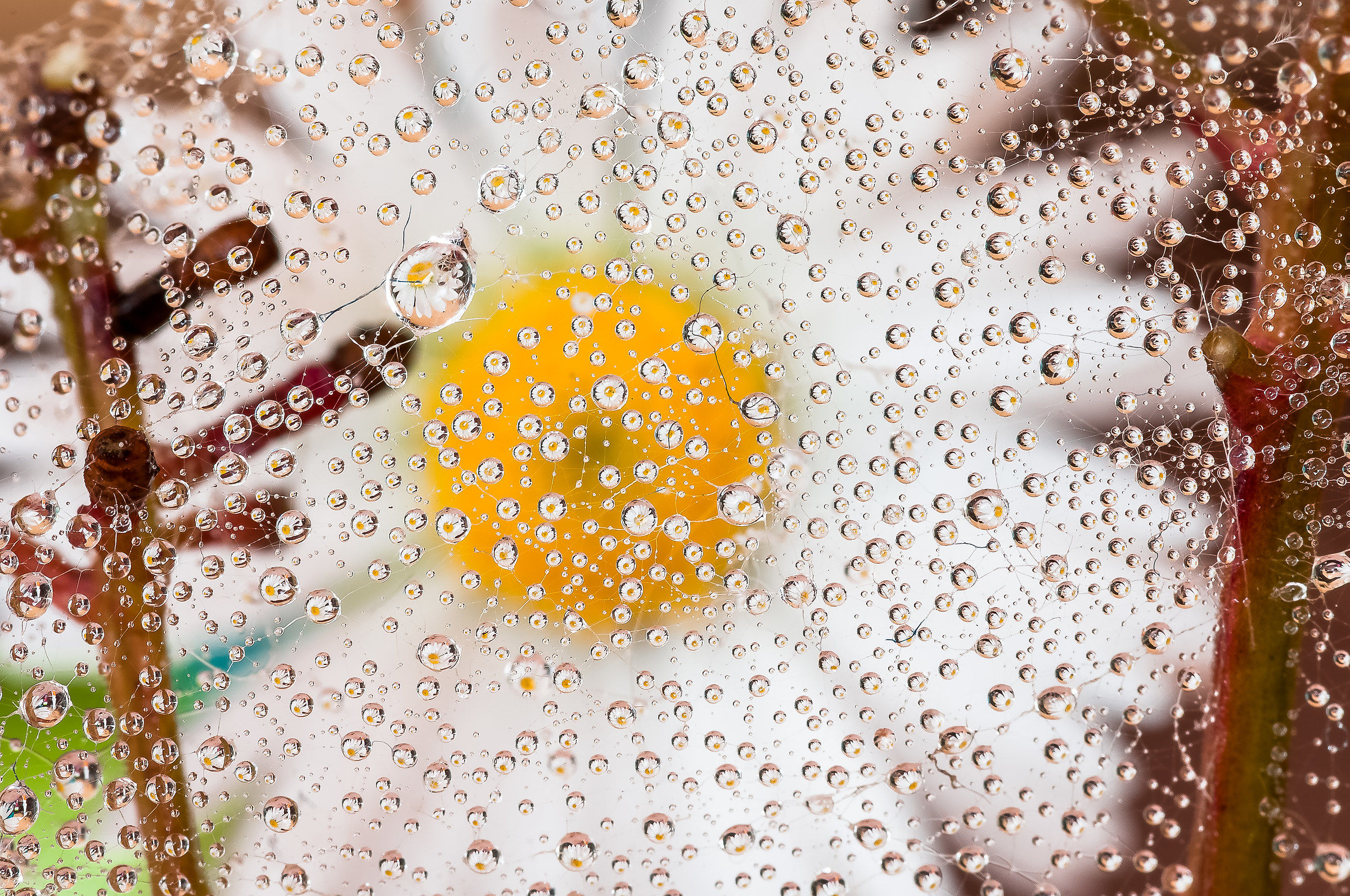 Drops e Flowers Gocce e Fiori Riflessi Mario Nicorelli