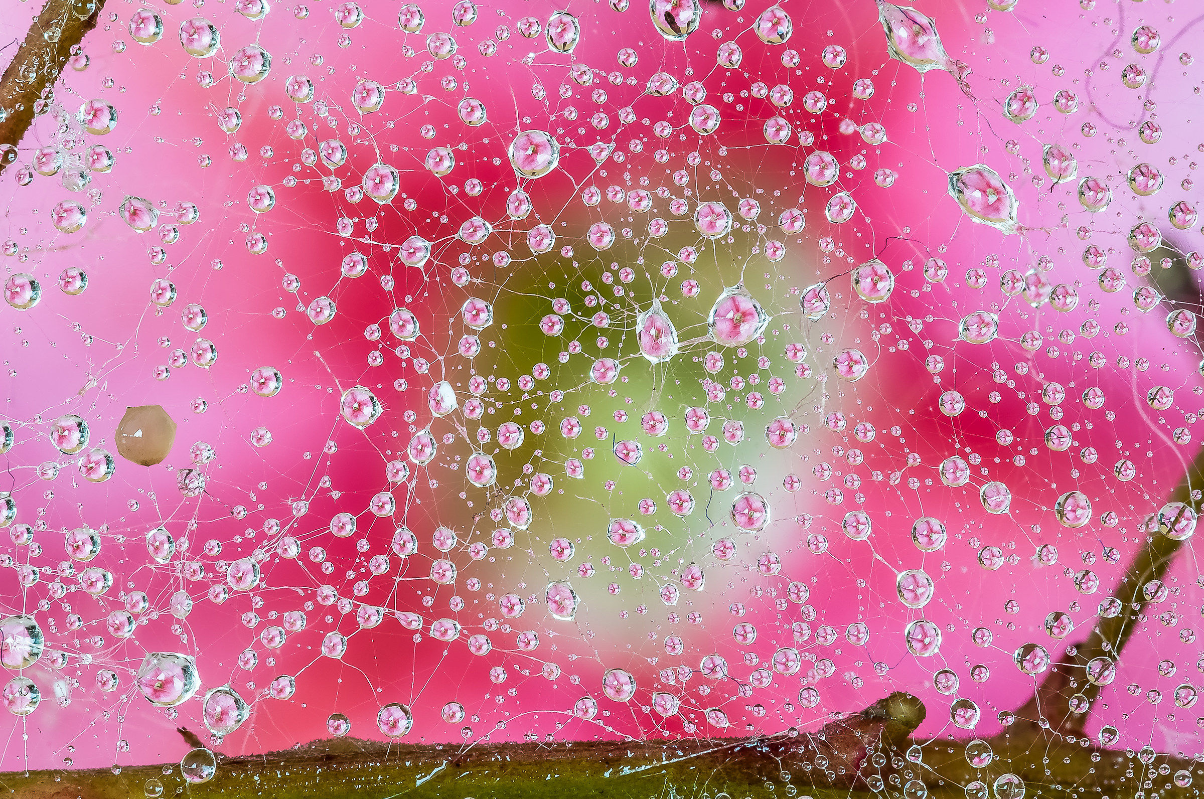 Drops e Flowers Gocce e Fiori Riflessi Mario Nicorelli