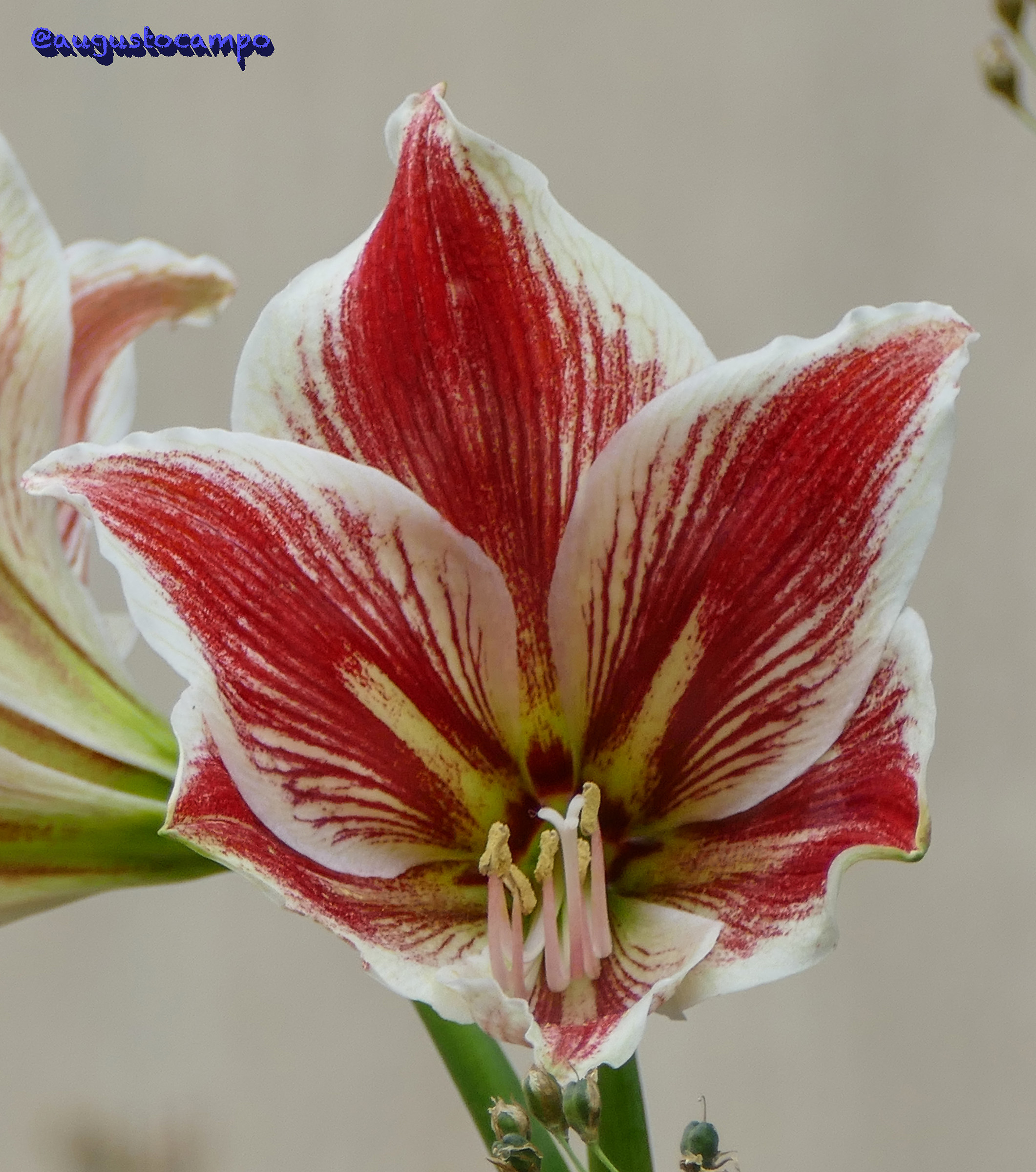 Amaryllis