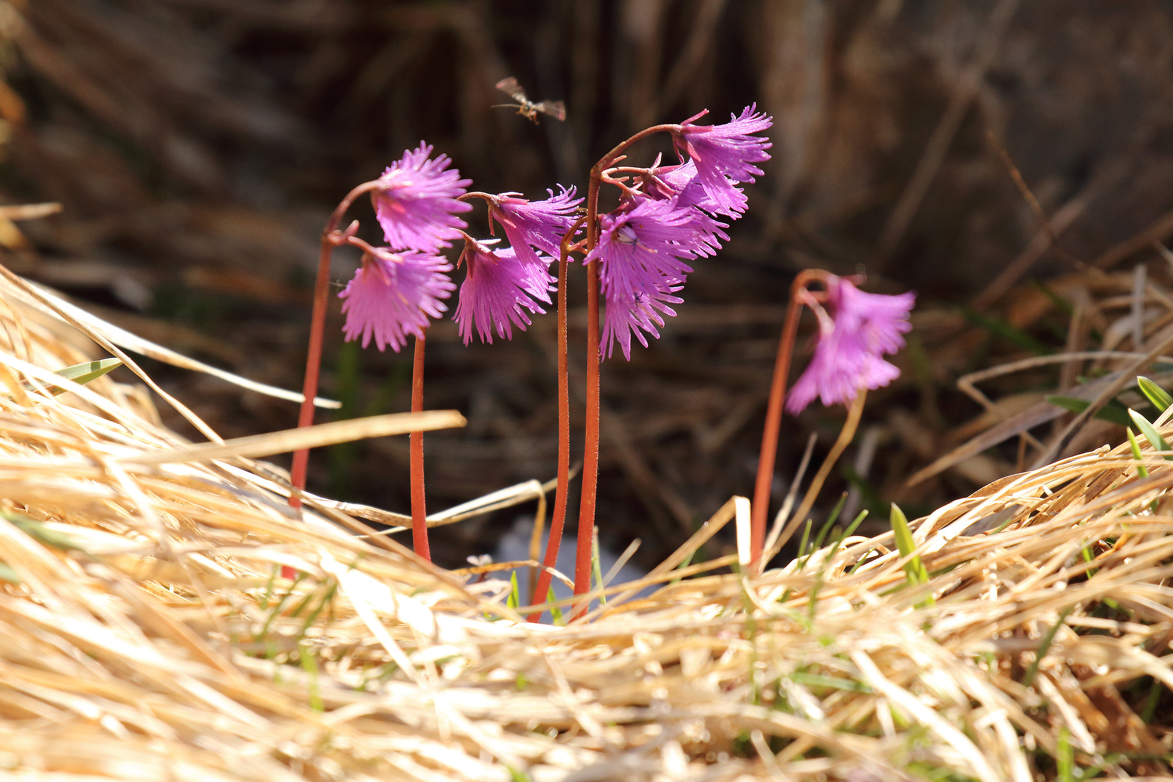 tra le vallecole alpine