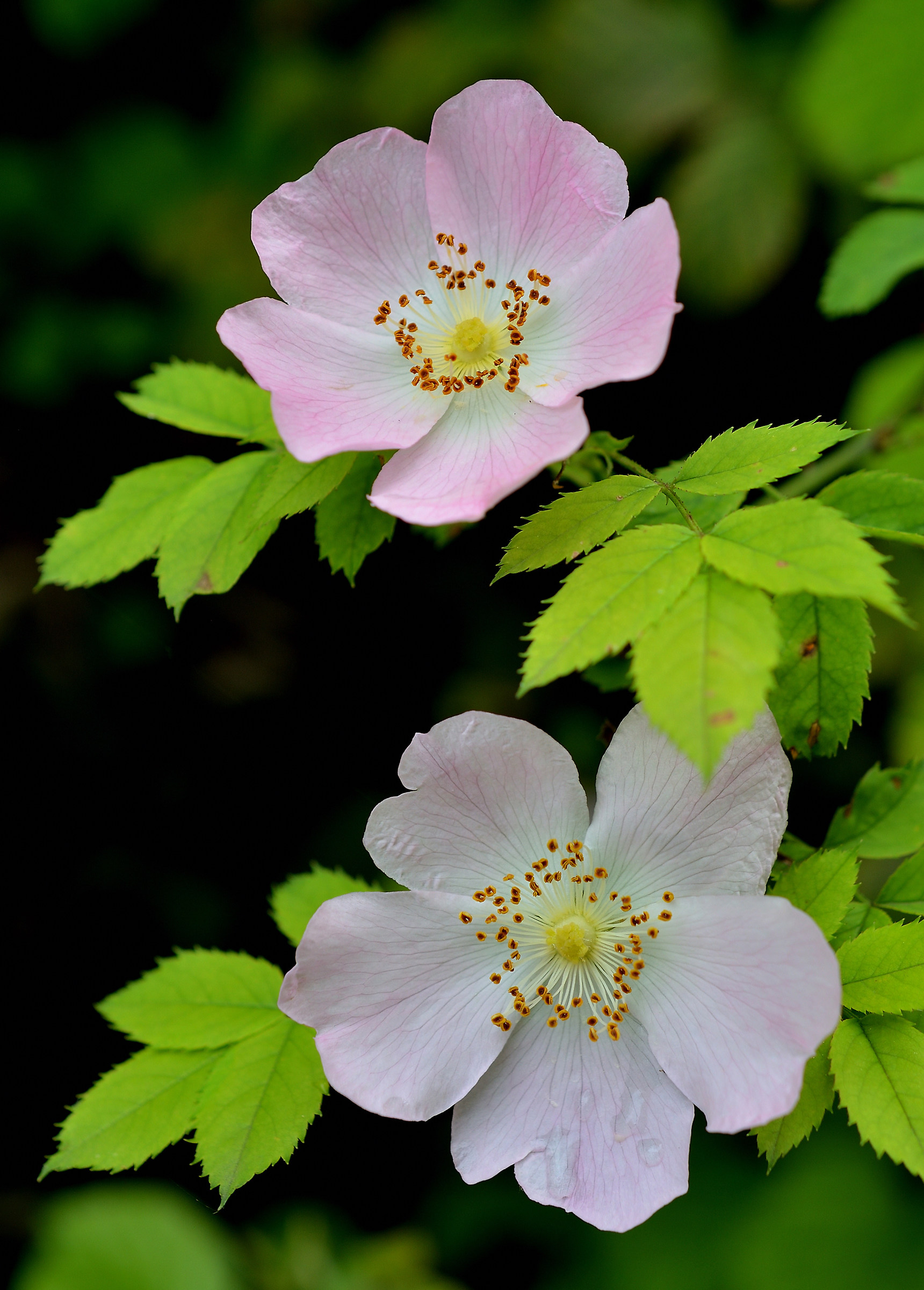 Rosa Canina