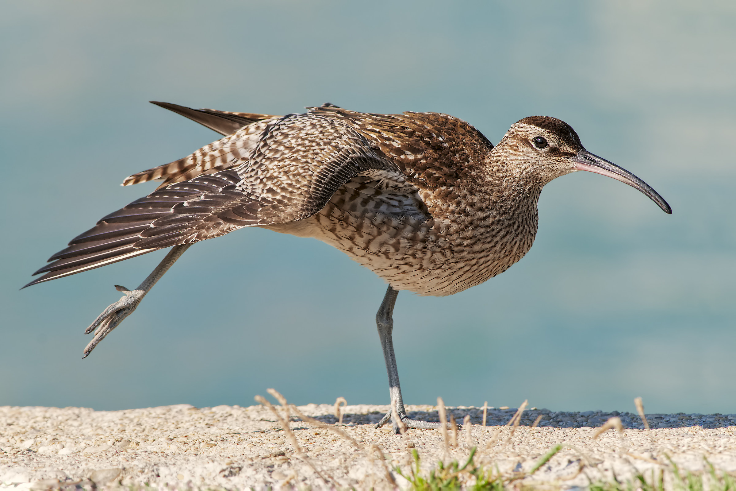 Chiurlo piccolo (Numenius phaeopus)