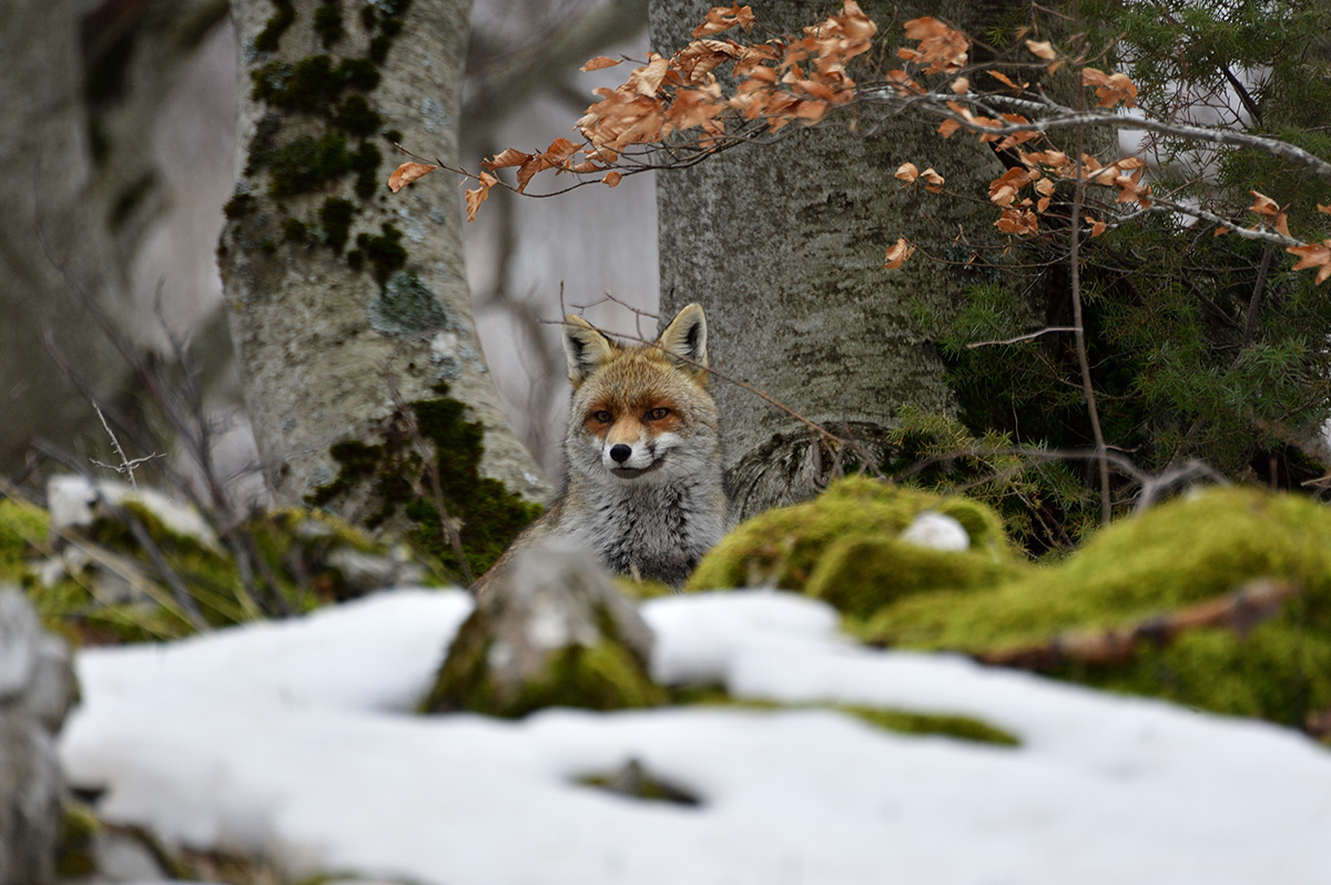 Fox in the park of the siren-Velino (AQ)