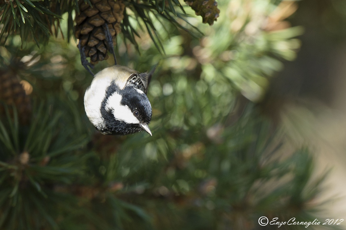 coal tit