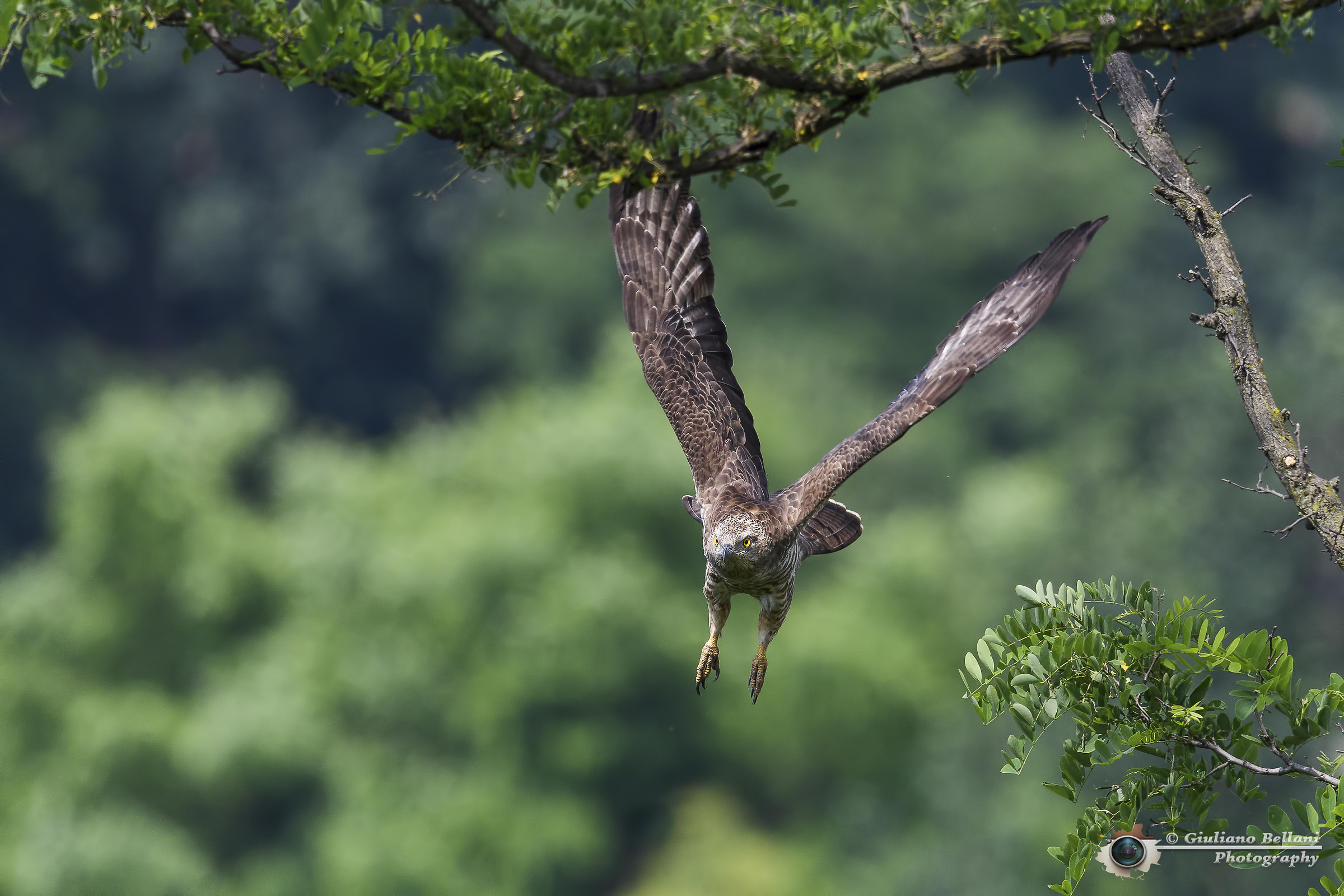 Falco Pecchiaiolo Femmina