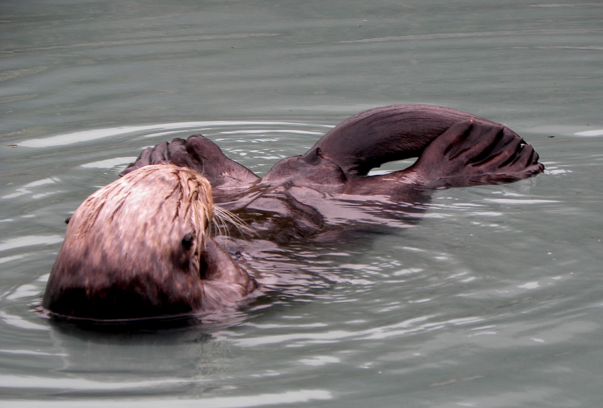 Sea Otter, Alaska