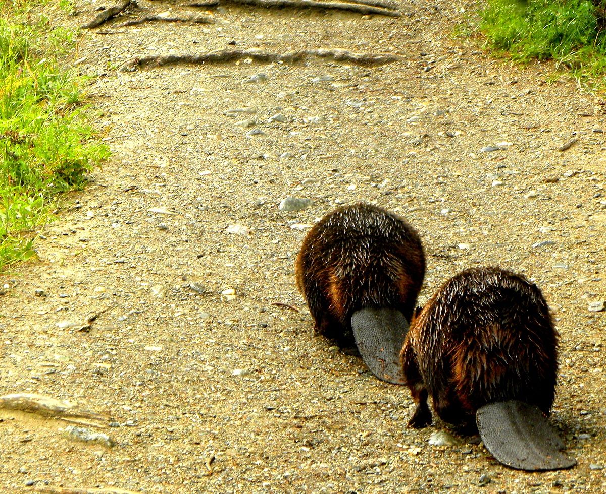 Beavers, Alaska