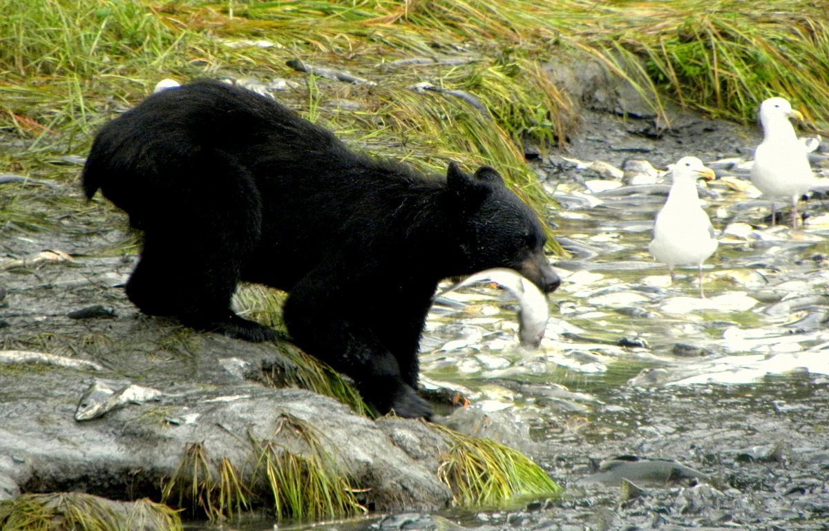 Fishing time, Alaska