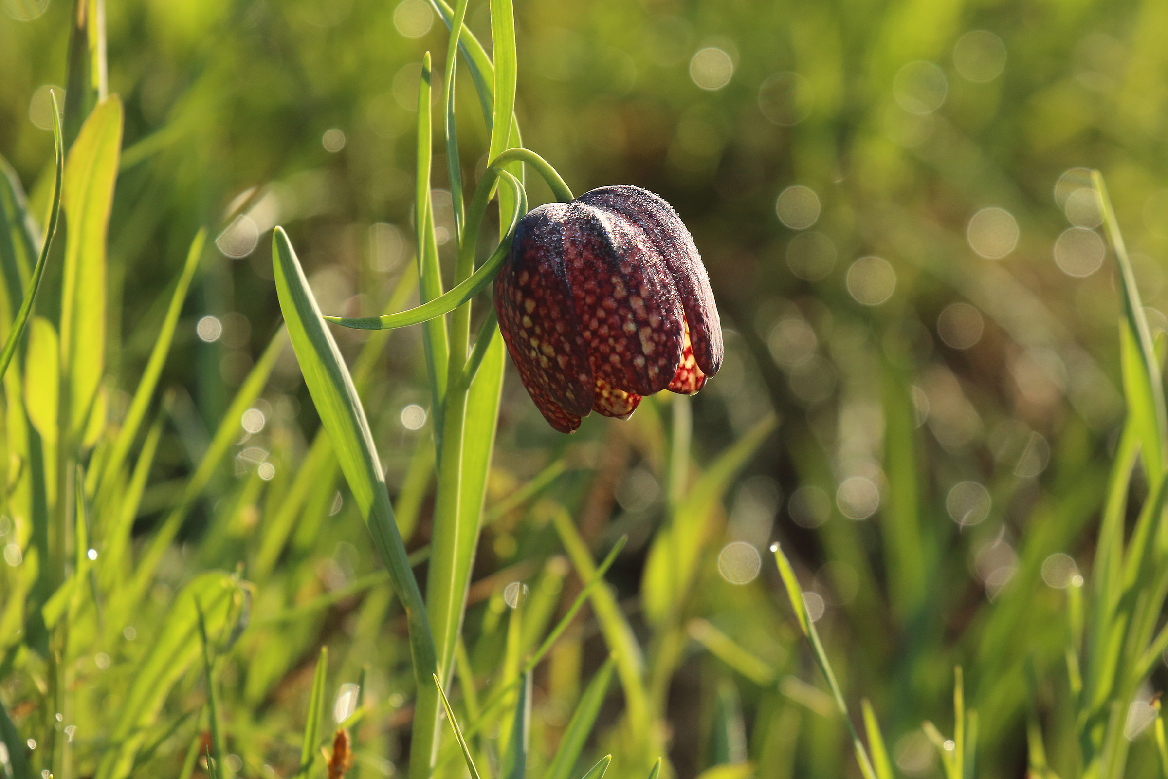 sotto i larici della valle Scura